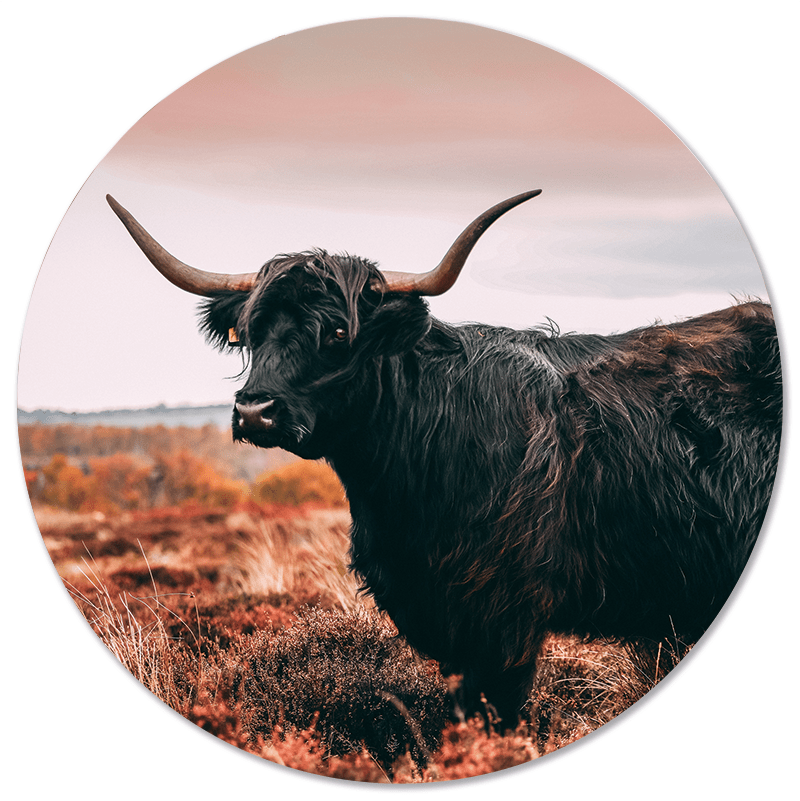 Muurcirkel Schotse Hooglander - Zwart-Bruine Vacht