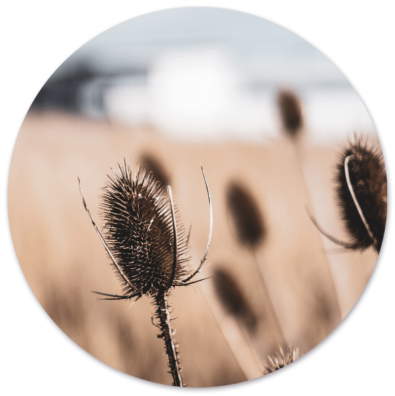 Muurcirkel Dried Naturel