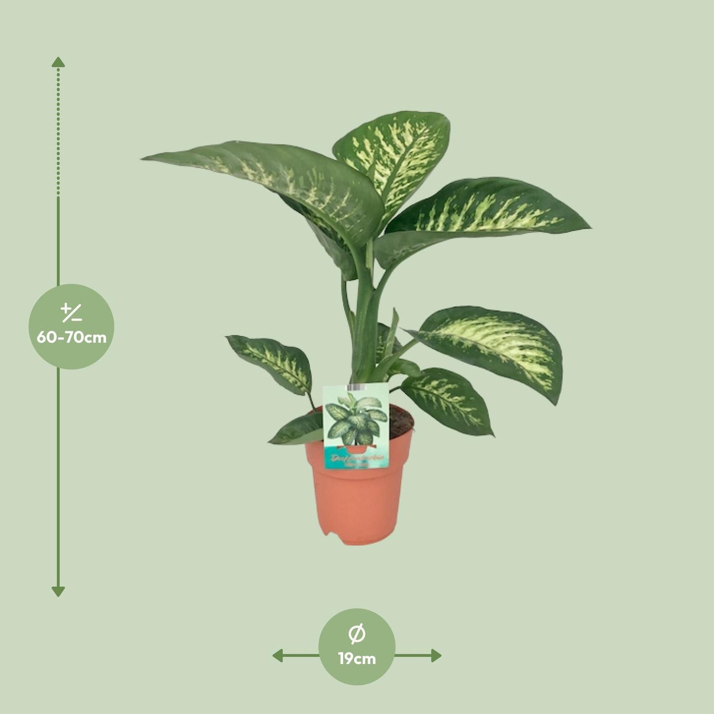 Dieffenbachia Seguine 'Tropic Snow' β Γ19cm β70cm | Average maintenance
