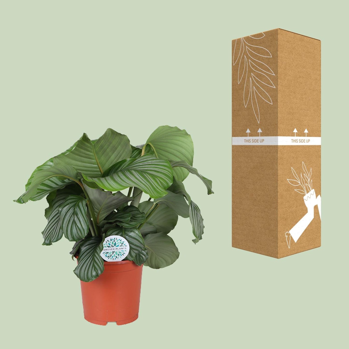 Calathea Orbifolia - Ø21cm - ↕70cm | The Zen Peacock Fan – Challenging Maintenance
