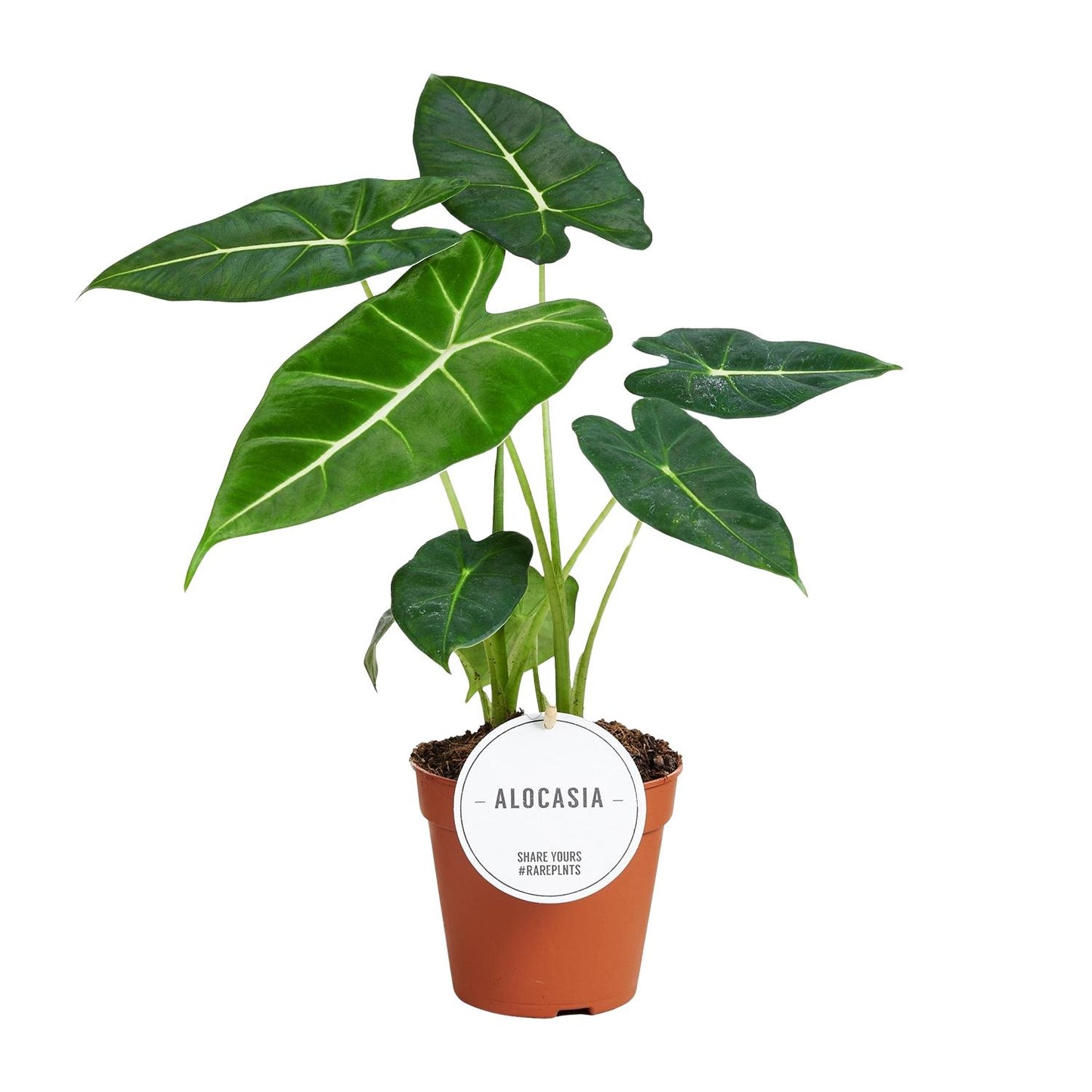 Alocasia Frydek (Elephant Ear) β Γ12cm β35cm | Average maintenance