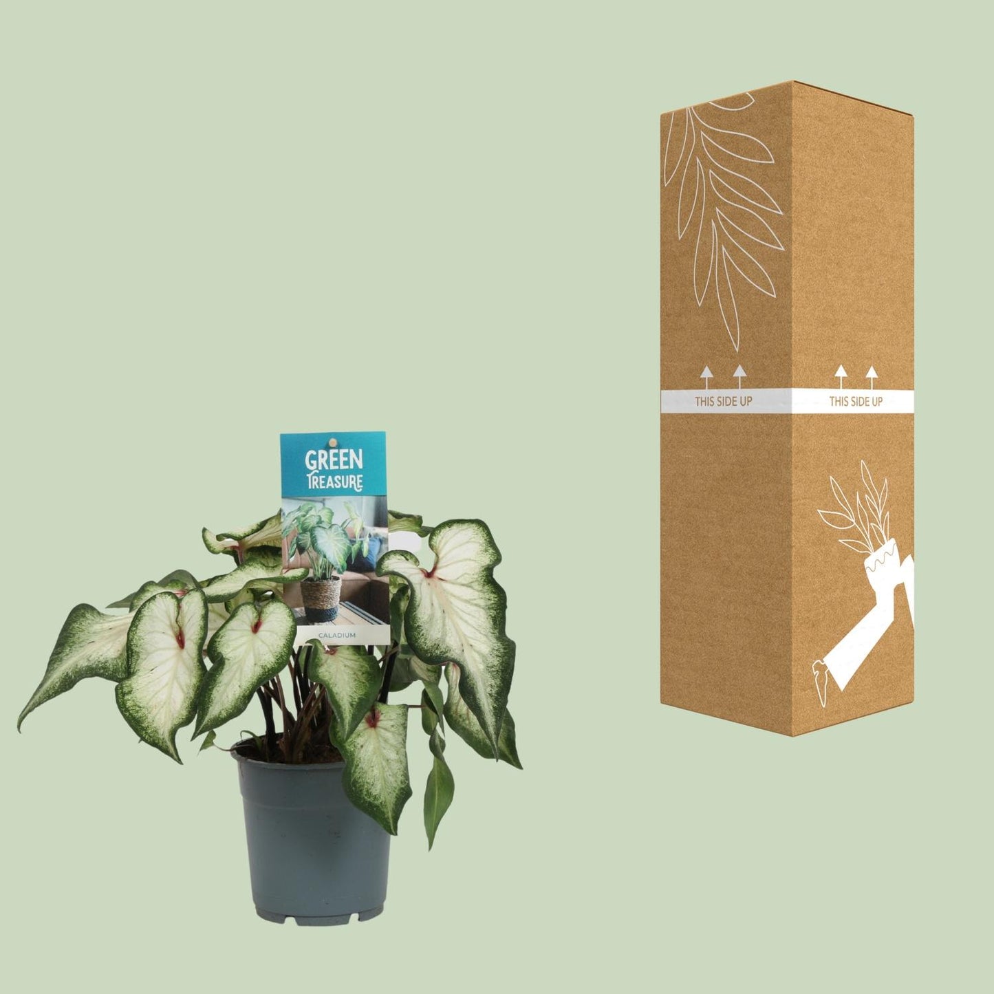 Caladium White - Ø12cm - ↕25cm | The porcelain prince – Challenging maintenance