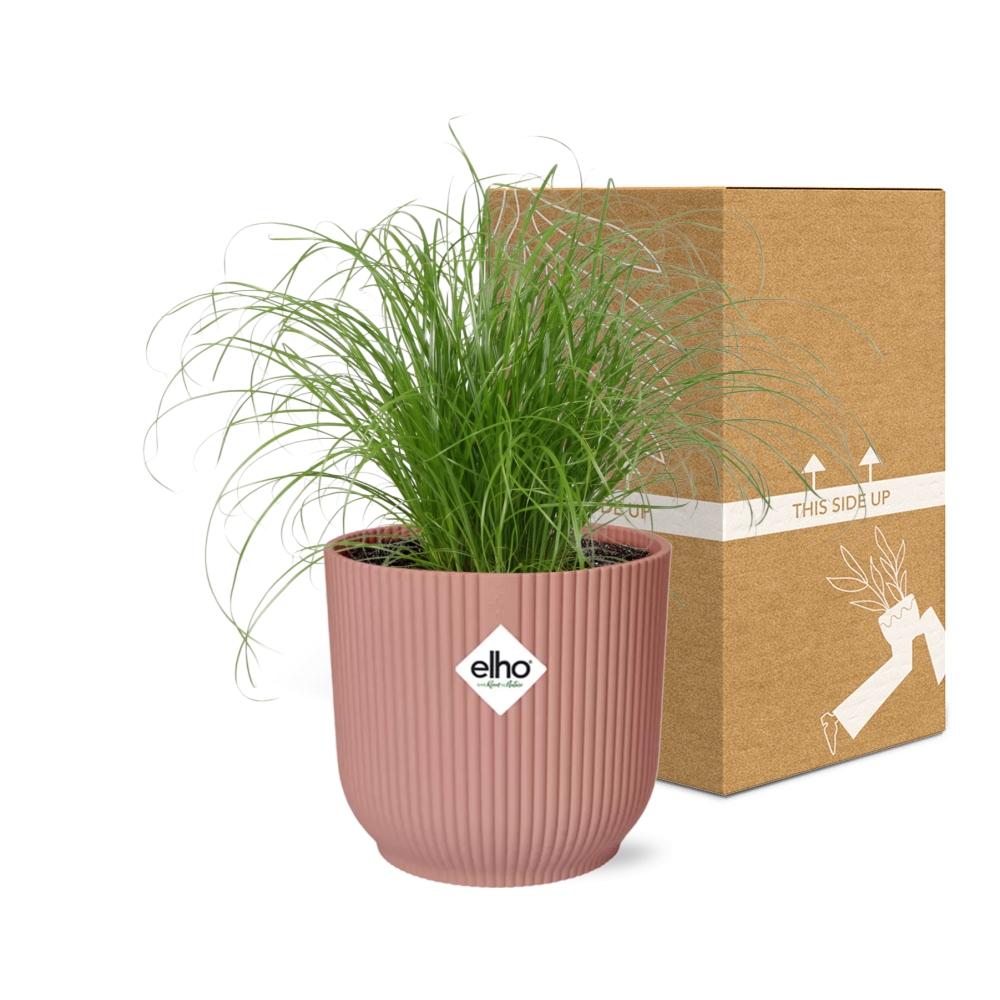 Cyperus Alternifolius Zumula in ELHO Vibes Fold 14 cm pink