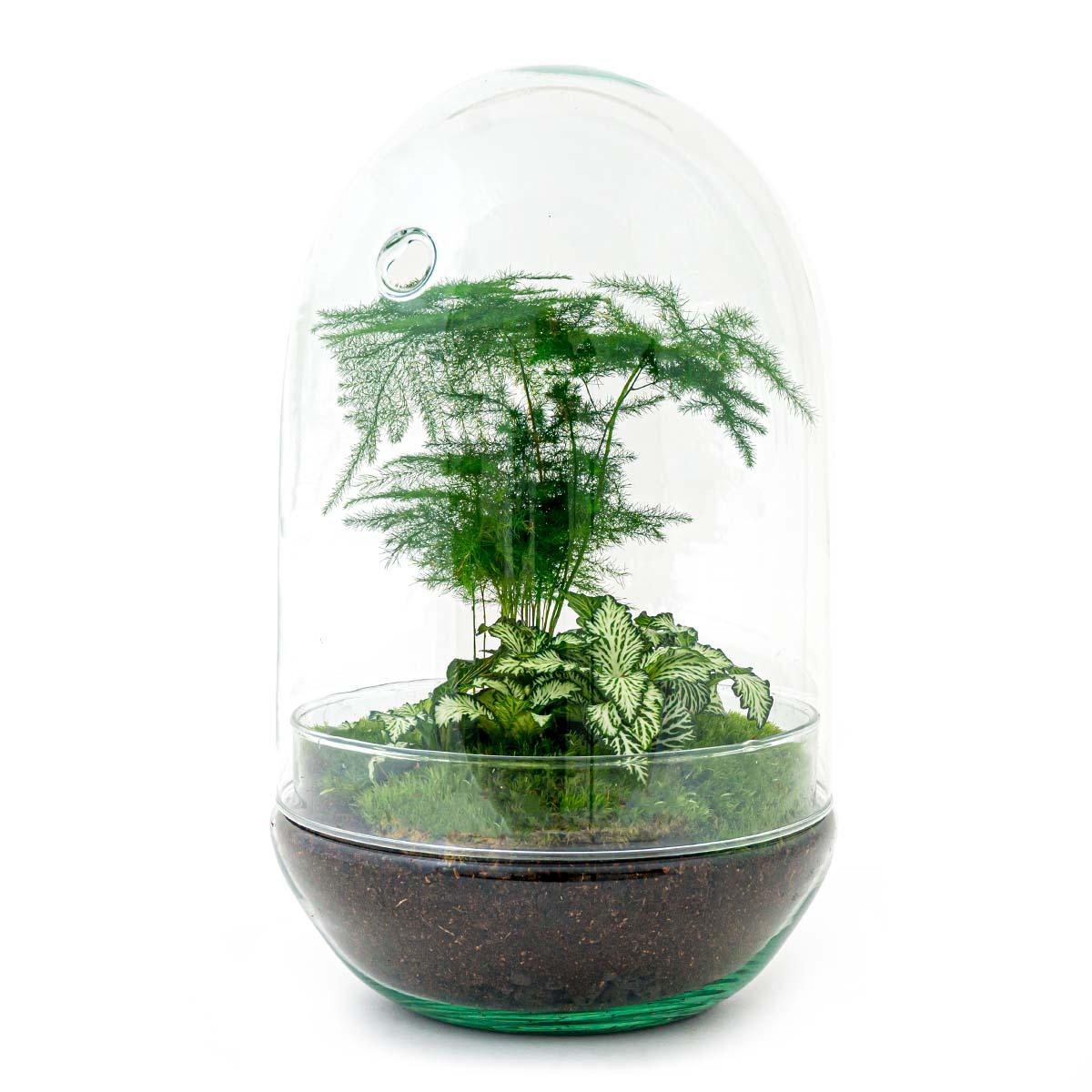 πΏ DIY Terrarium Egg XL β 30 cm