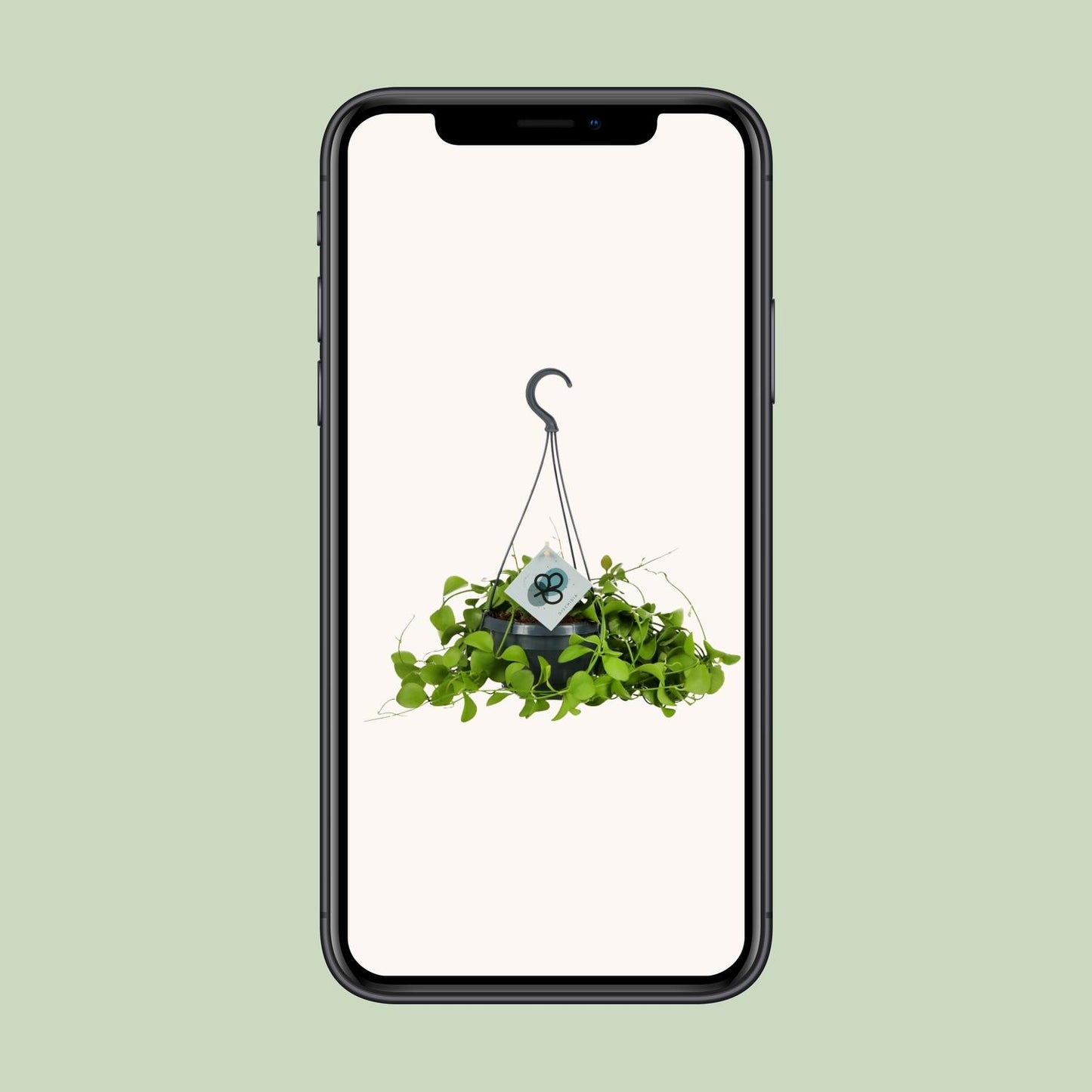 Dischidia Imbricata β Kidney plant Hanging plant Γ14 cm β40 cm