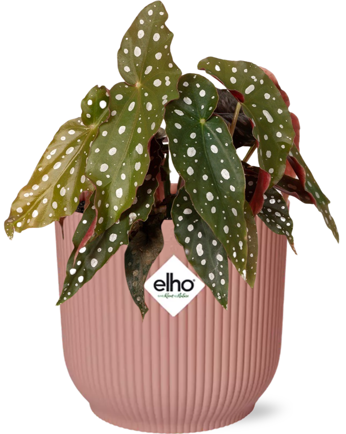 Begonia Maculata 'Wightii' + ELHO Vibes Fold Pink β Γ14cm β20cm | Average maintenance