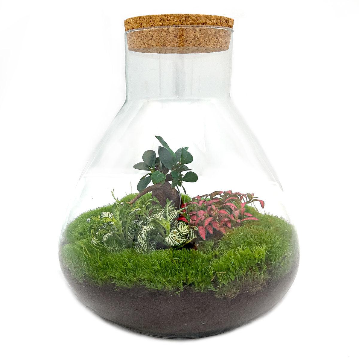 πΏ DIY Terrarium Sam XL β Bonsai β 35 cm