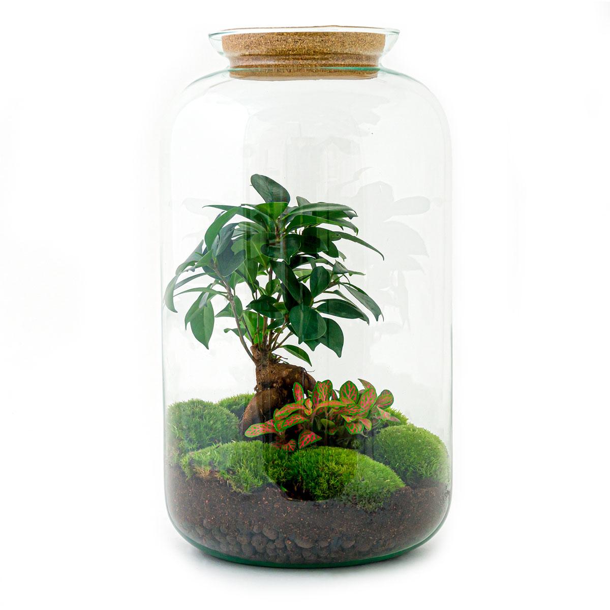 πΏπ οΈ DIY Terrarium Sven β Bonsai β 43 cm β Including rake, shovel & tweezers