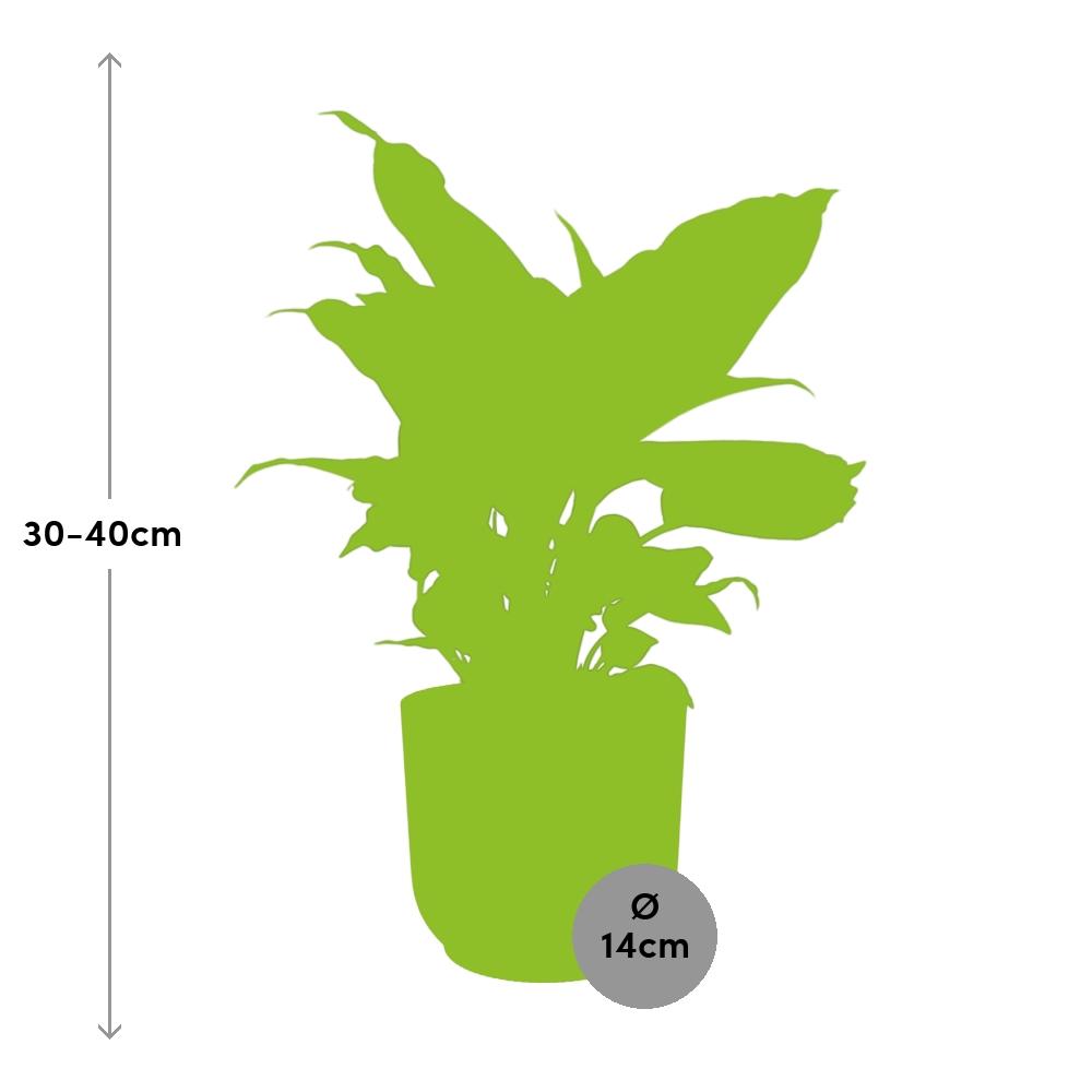 Dieffenbachia 'Camilla' in ELHO Vibes Fold 14cm pink | Soft-focus foliage art – Average maintenance