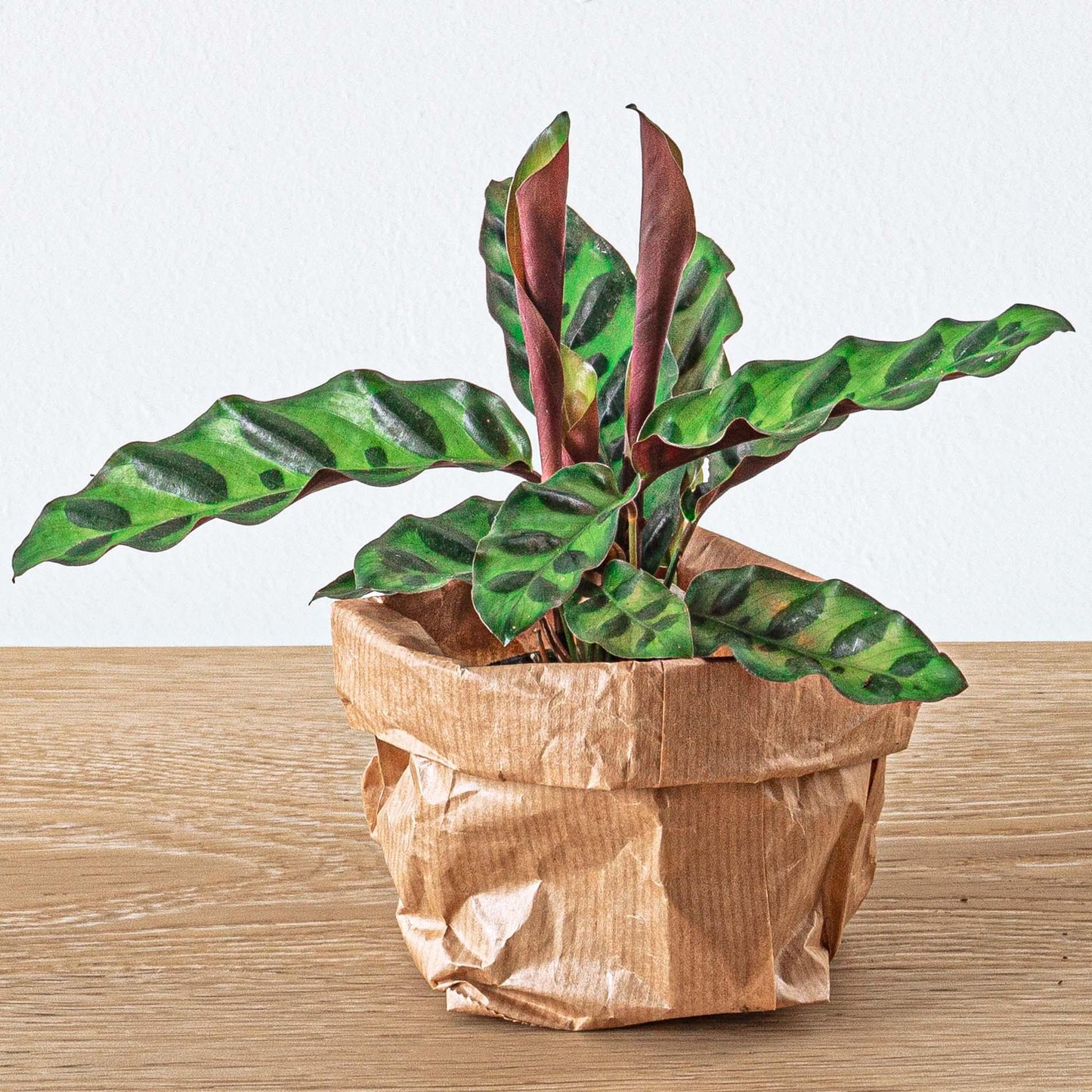π DIY Terrarium Navulling β Startpakket 5 planten (M/L/XL)
