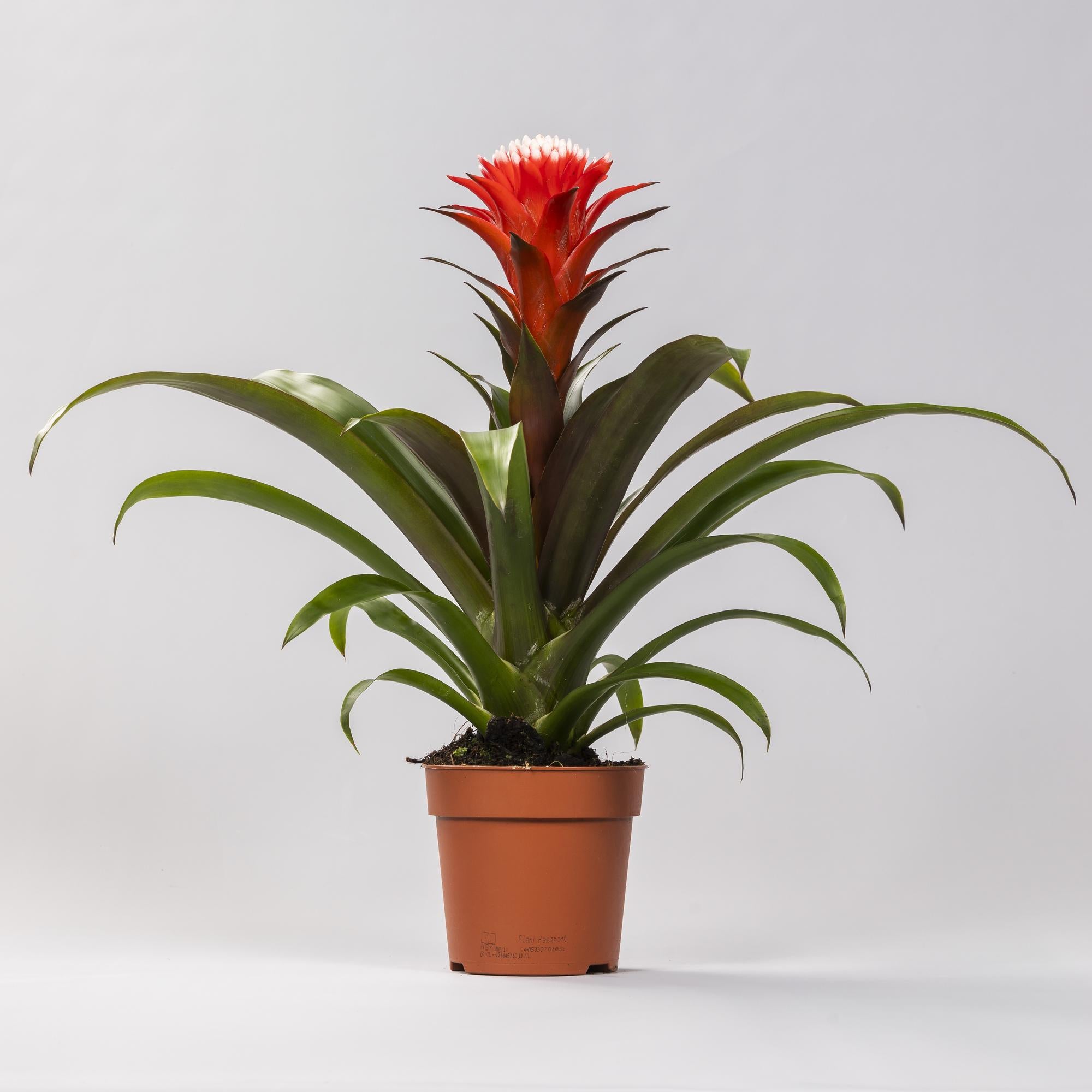 Guzmania Hope – Ø12cm ↕40cm | Easy maintenance