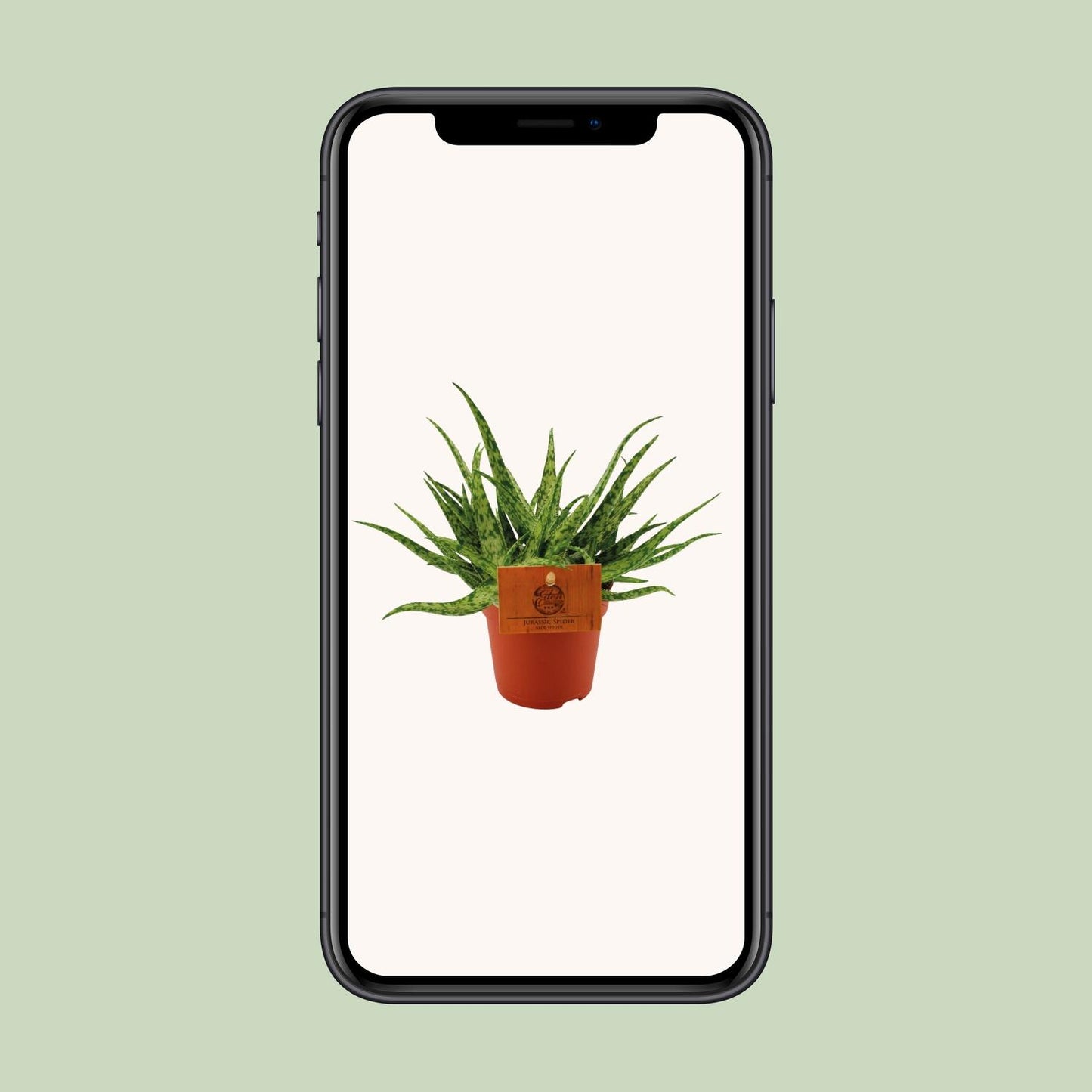 Aloe Spider β Γ10.5cm β15cm | Easy maintenance