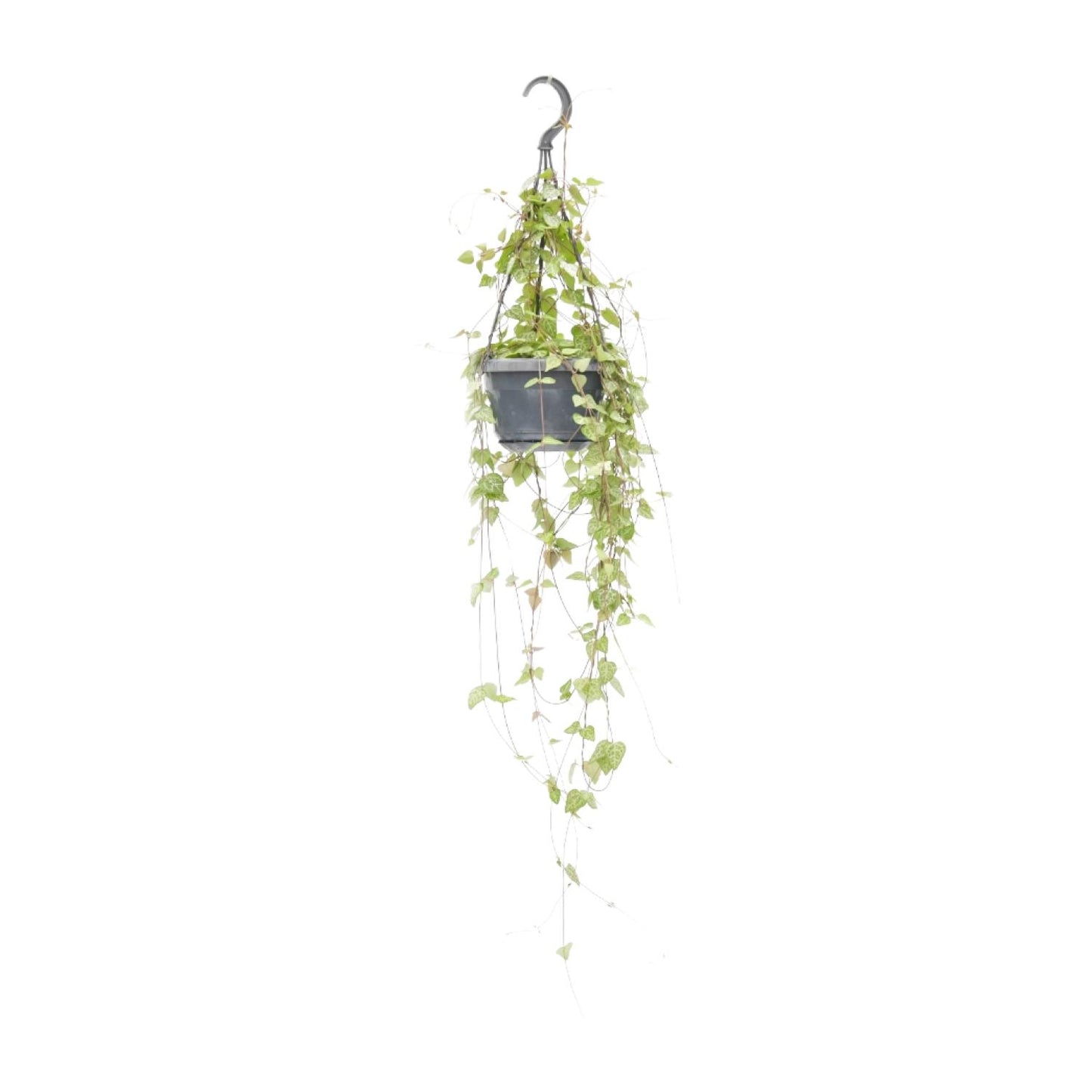 Ceropegia Linearis 'Iris' β Heart Plant Hanging Plant Γ14 cm β38 cm