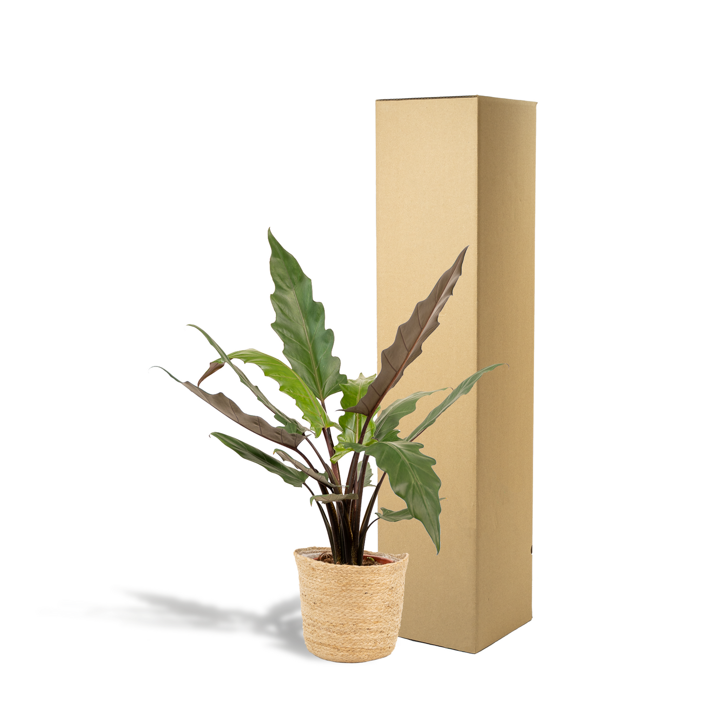 Alocasia Lauterbachiana (Elephant Ear) β Γ19cm β80cm + Basket Selin | Average maintenance