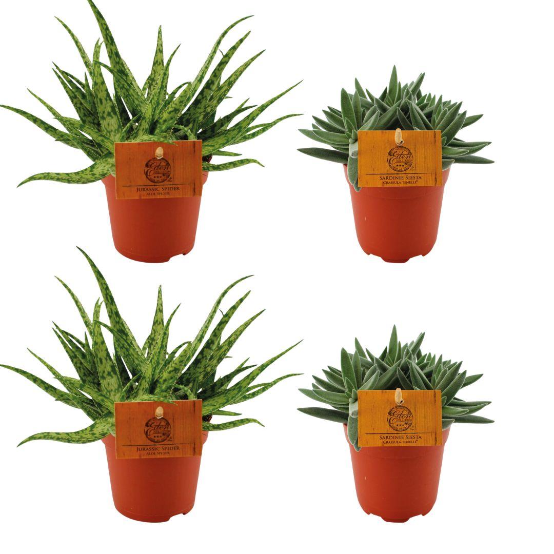 2x Aloe Spider + 2x Crassula Tenelli – 4 pieces – Ø10.5cm ↕10cm | Desert quartet with supporting role – Easy maintenance