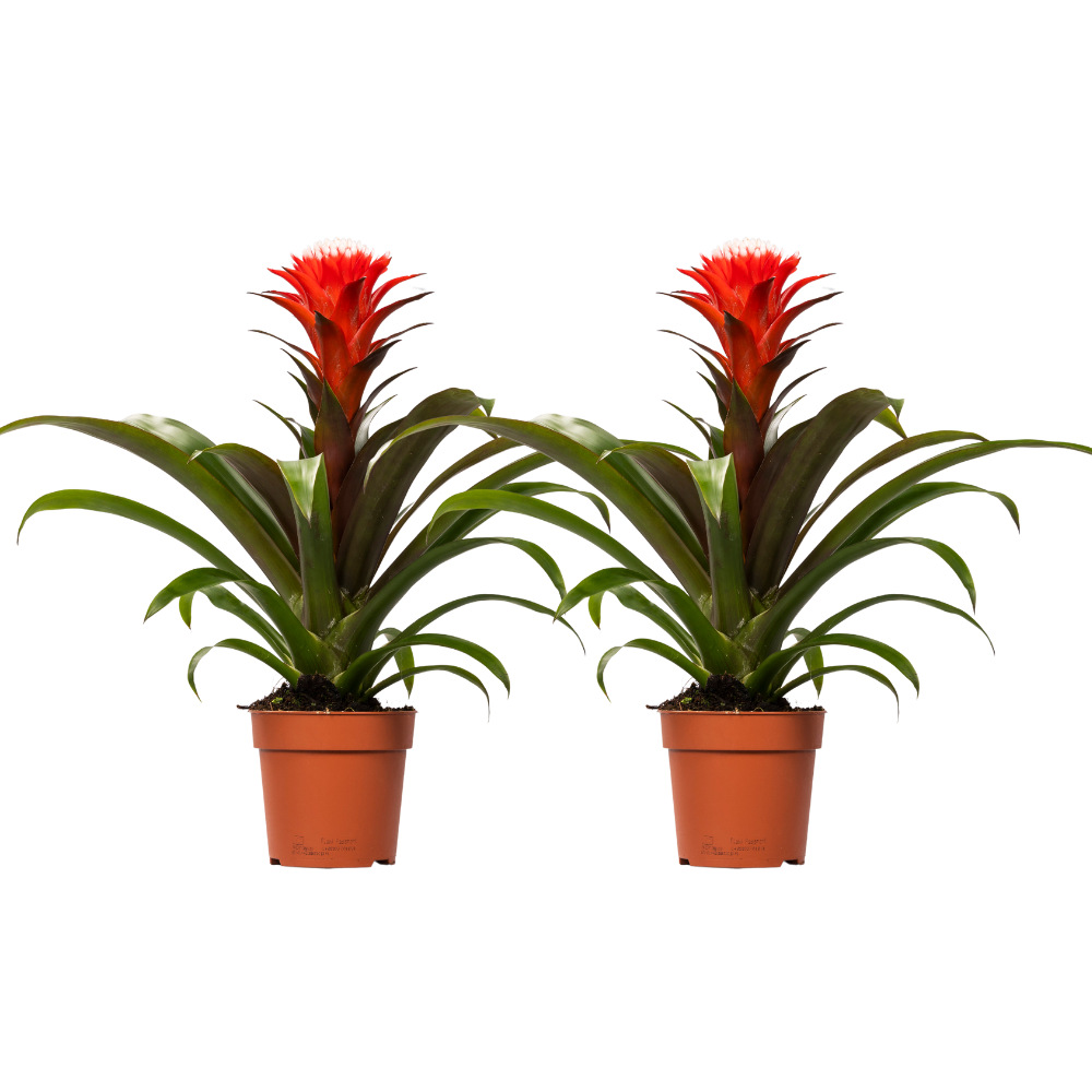 Guzmania Hope – 2 pieces – Ø12cm ↕40cm | Easy maintenance