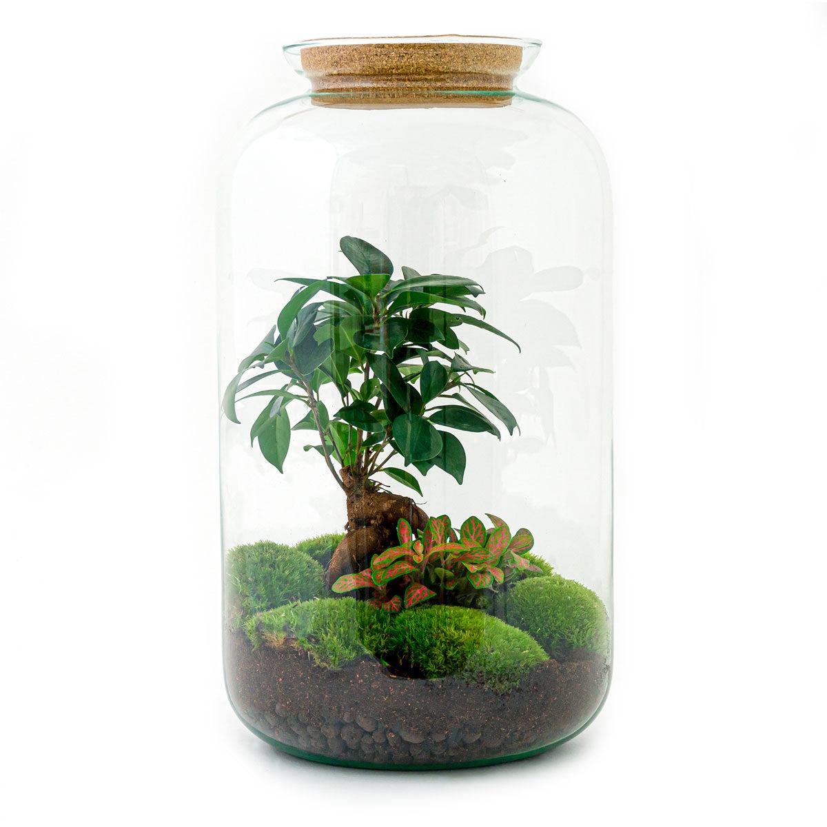 DIY terrarium - Sven Bonsai - β 43 cm - πΏ DIY Terrarium Sven β Bonsai β 43 cm