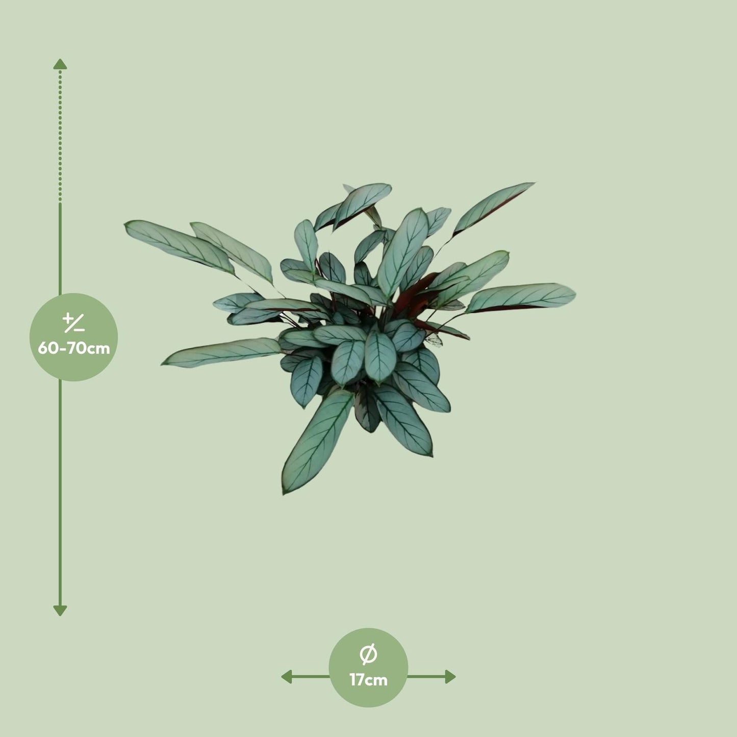 Ctenanthe oppenheimiana – Ø17cm ↕70cm | Average maintenance