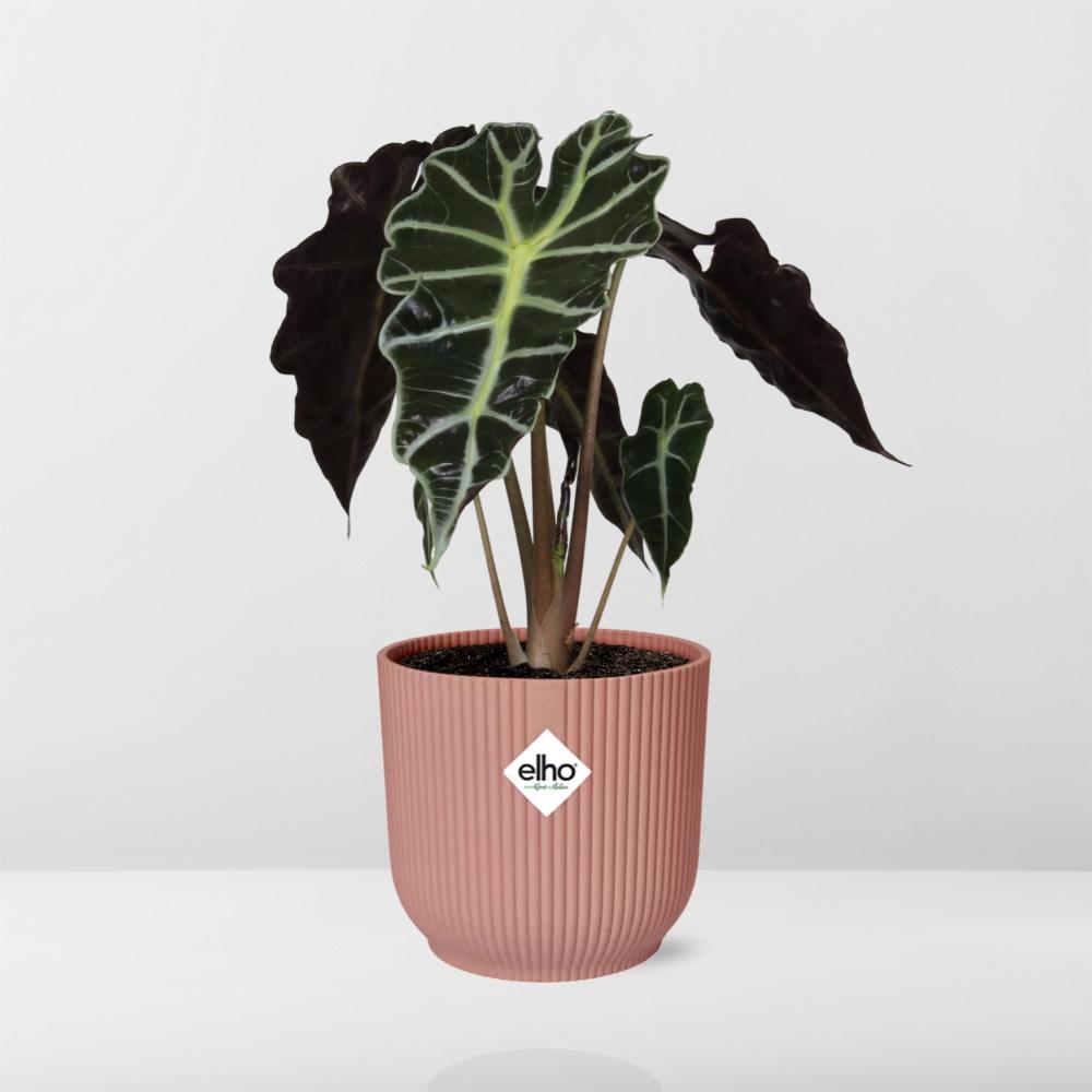 Alocasia 'Polly' in ELHO Vibes Fold 14cm – Pink | Average maintenance