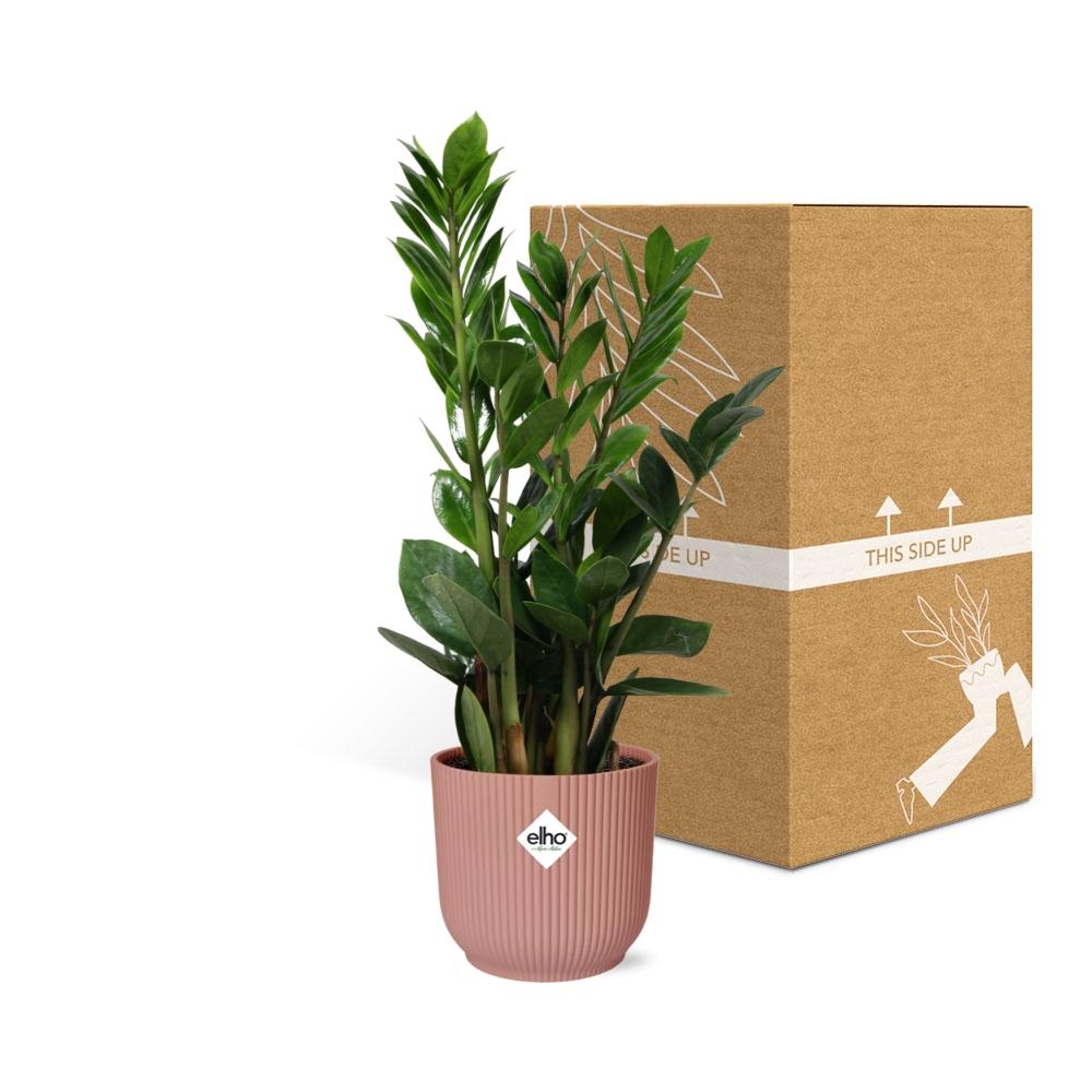 Zamioculcas – Height 45-50 cm in ELHO Vibes Fold 14 cm pink | The indestructible classic – Easy maintenance
