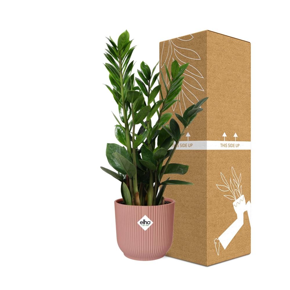 Zamioculcas – Height 45-50 cm in ELHO Vibes Fold 14 cm pink | The indestructible classic – Easy maintenance