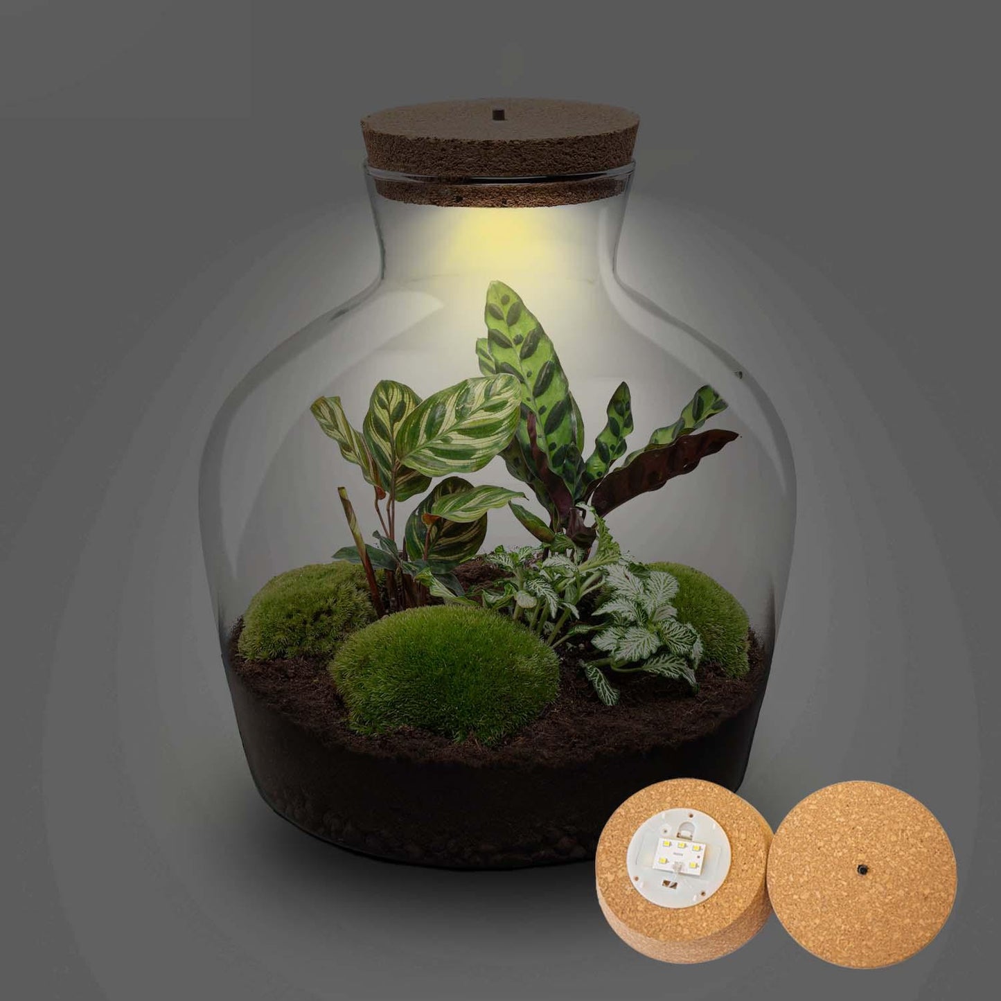 πΏβ¨ Terrarium Fat Joe + LED β Γ30cm | Makkelijk onderhoud