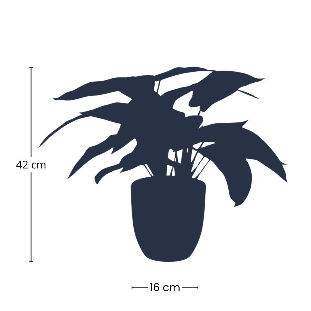 πΏ Artificial Calathea Zebrina Plant β 42 cm