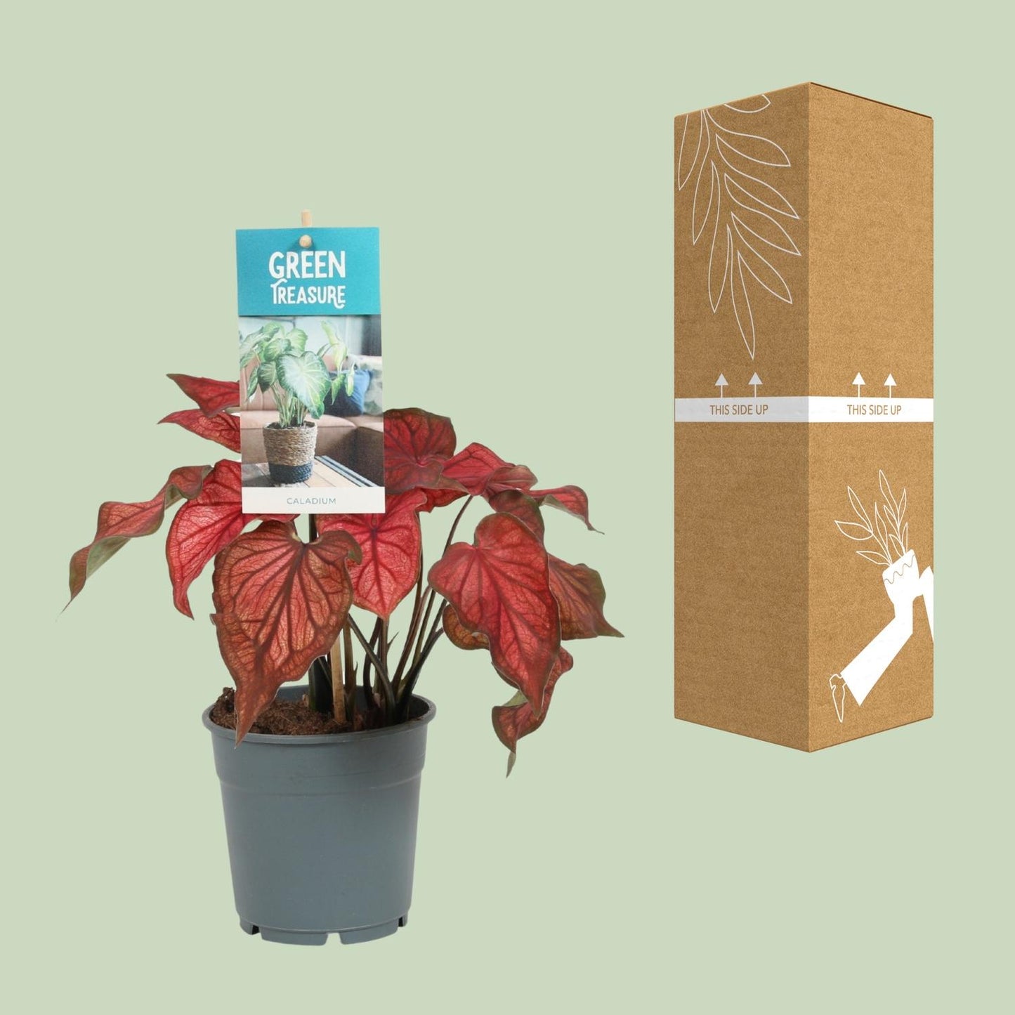 Caladium Red – Ø12cm ↕25cm | Angel wings with attitude – Challenging maintenance