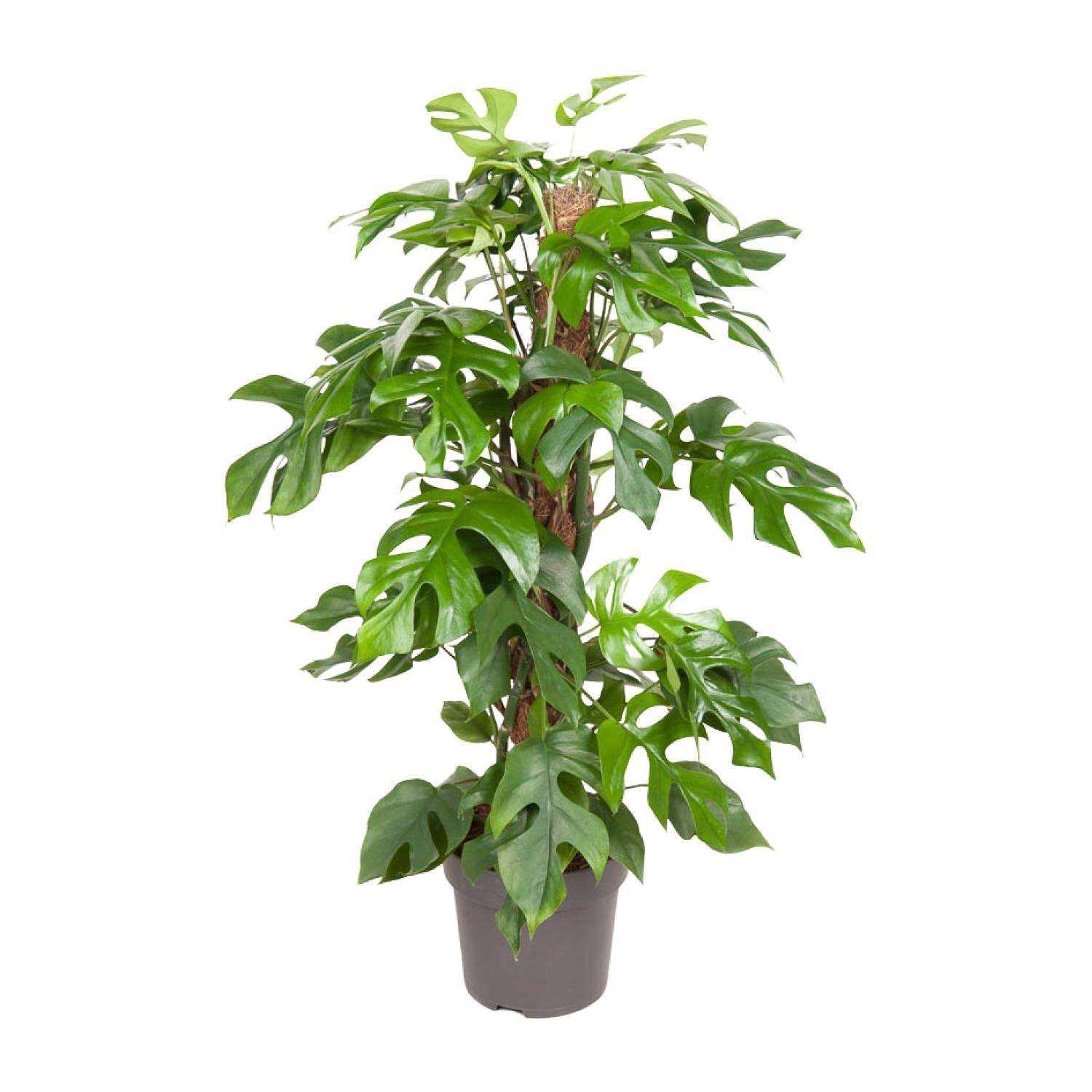 Monstera Minima - Ø19cm - ↕80cm | The design climber – Easy maintenance