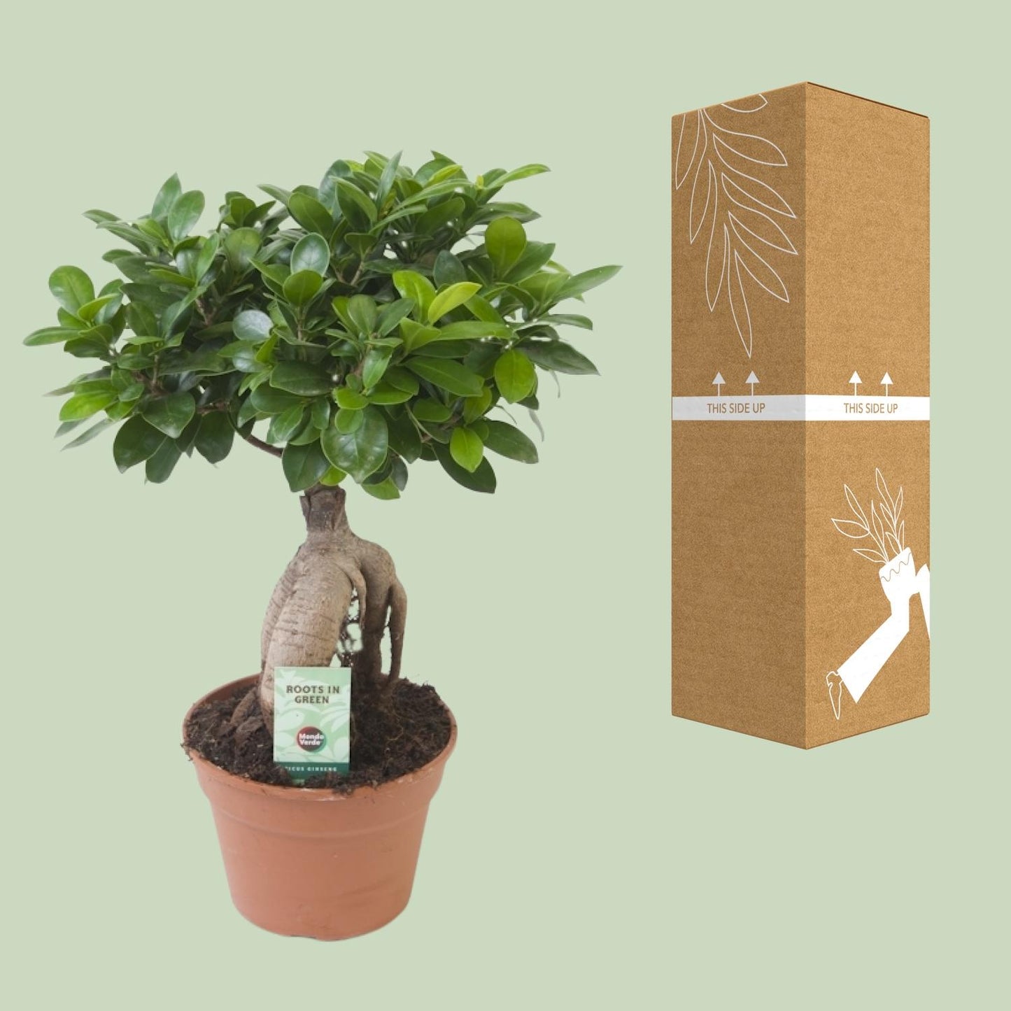 Ficus Ginseng β Γ17 cm β β40 cm
