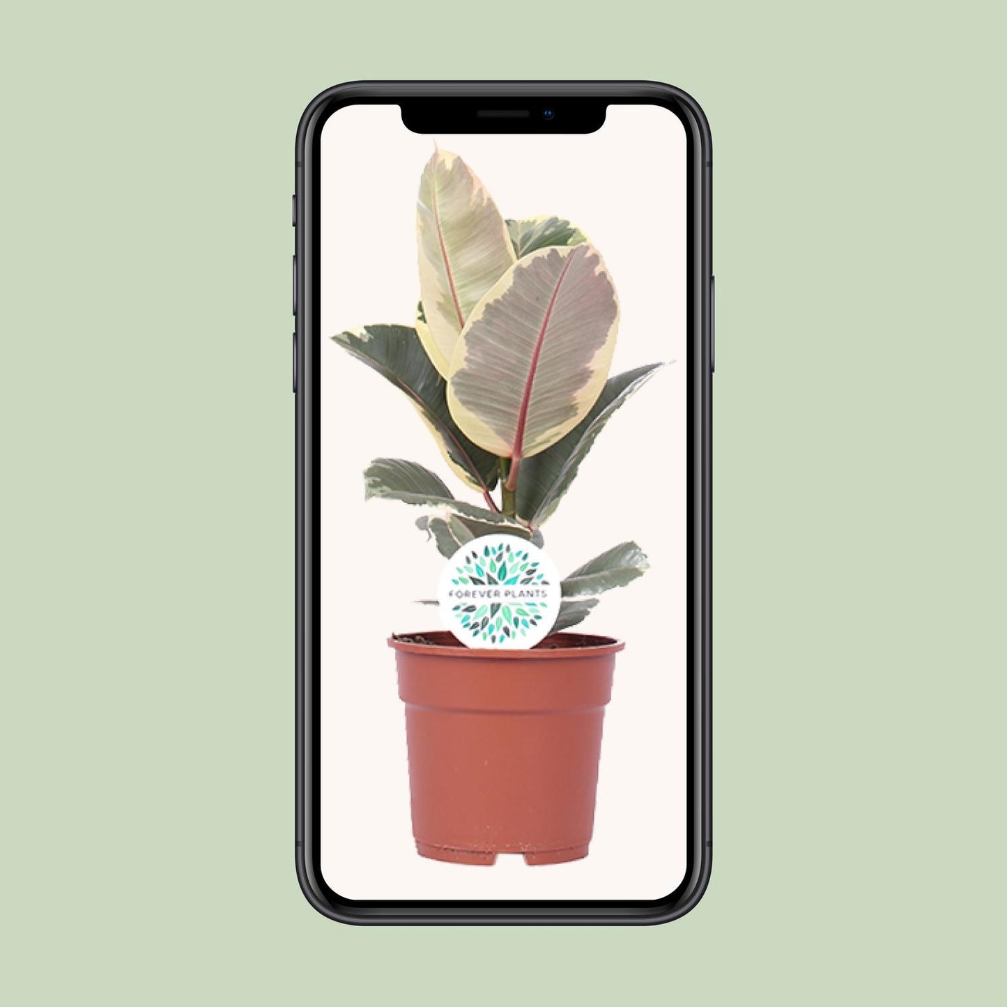 Ficus Elastica Tineke - Ø17cm - ↕50cm | The cappuccino variegata – Average maintenance