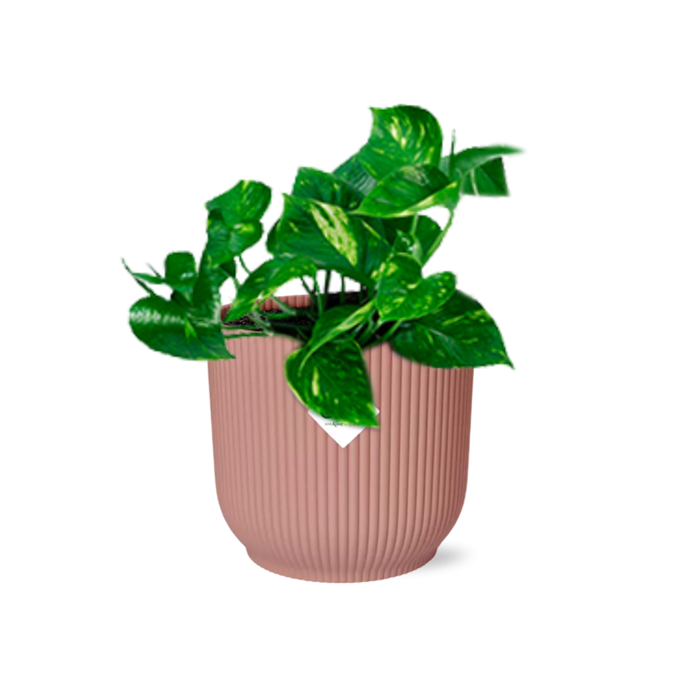 Epipremnum Pinnatum 'Aureum' in ELHO Vibes Fold 14 cm pink