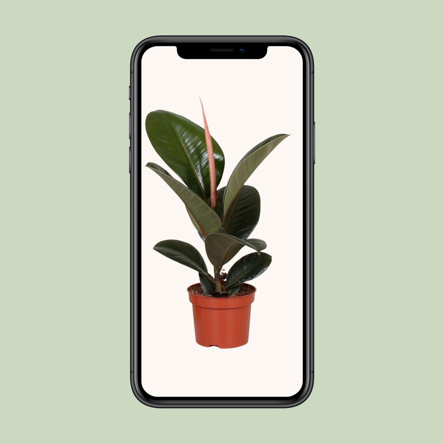 Ficus Elastica Robusta (Rubber Plant) β Γ12cm β35cm | Easy maintenance