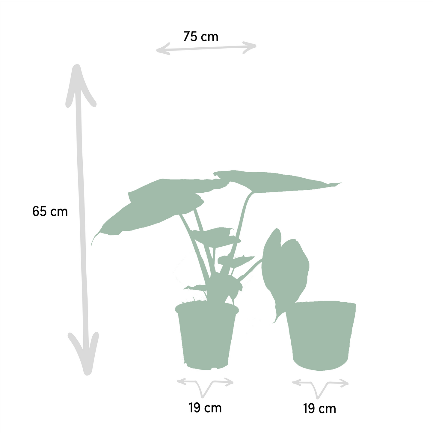 Alocasia Wentii (Elephant Ear) β Γ19cm β65cm + Basket Selin | Average maintenance