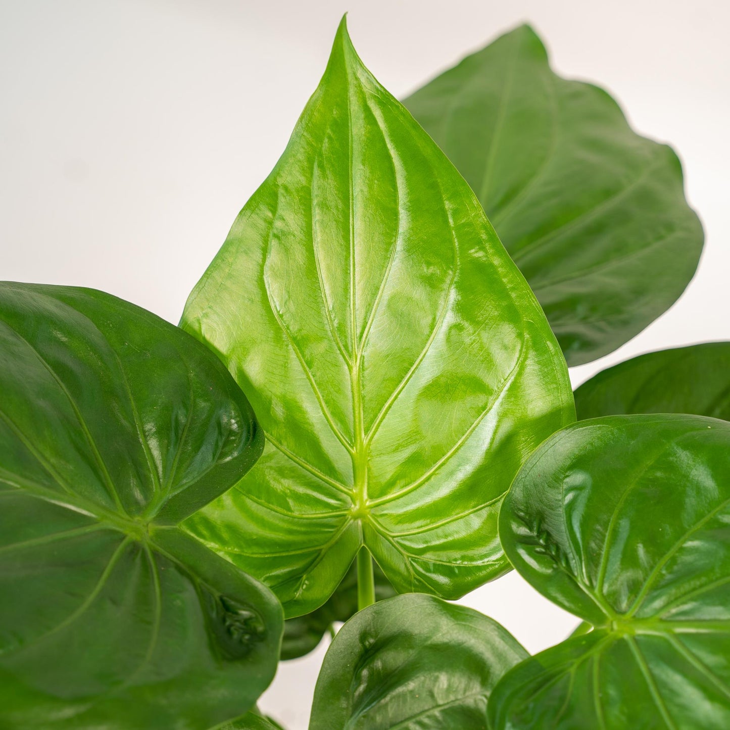 Alocasia Cucullata (Elephant Ear) β Γ19cm β65cm + Basket Selin | Average maintenance