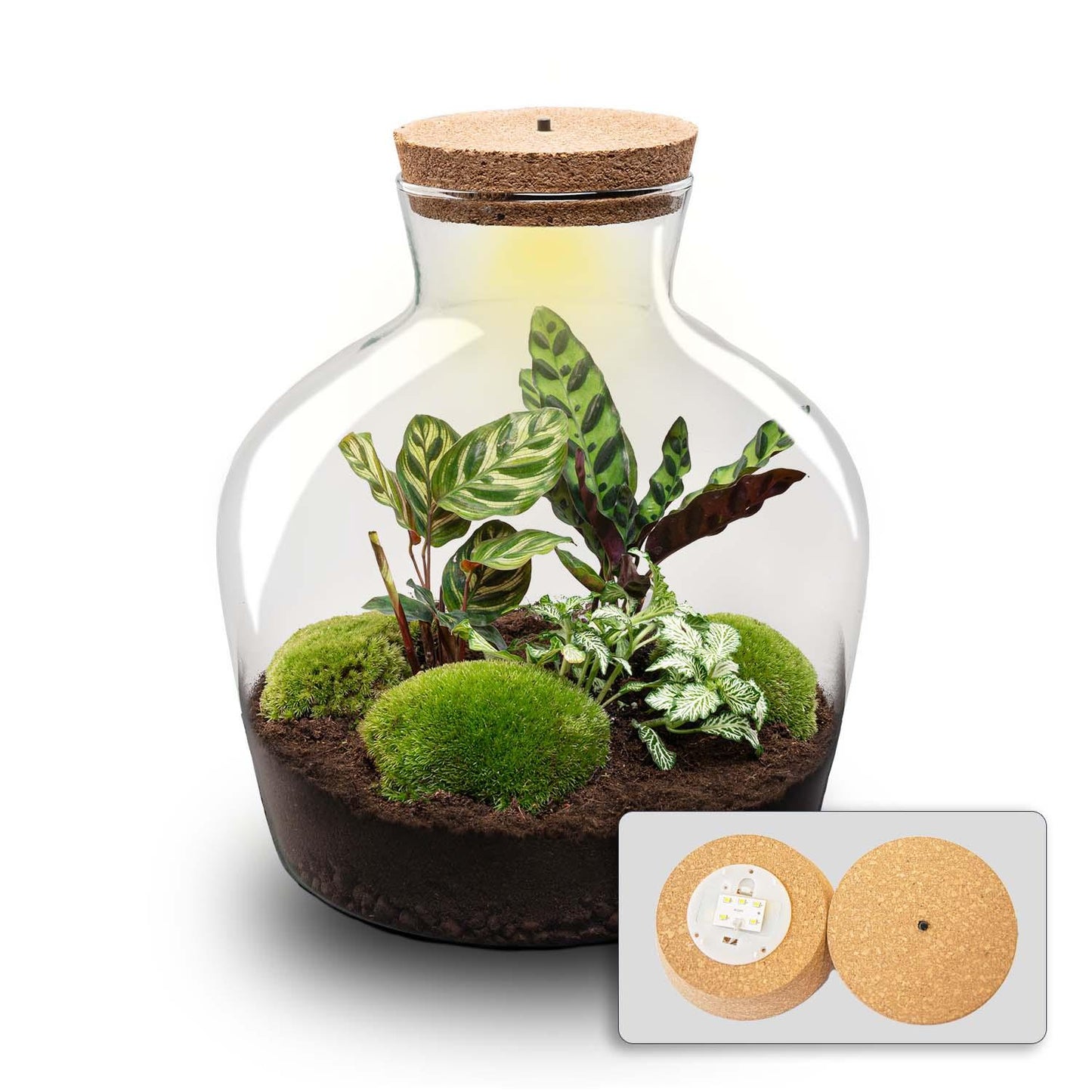 πΏβ¨ Terrarium Fat Joe + LED β Γ30cm | Makkelijk onderhoud