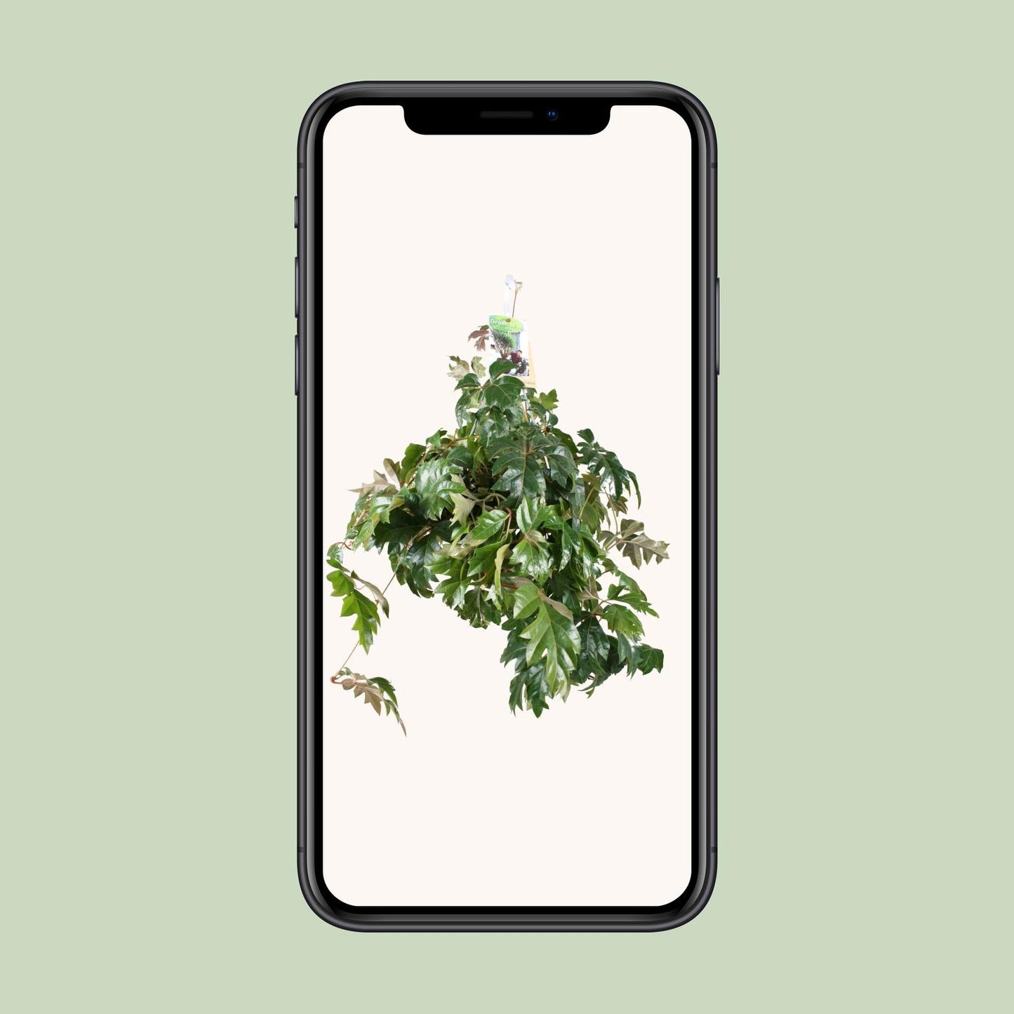 Cissus Rhombifolia 'Ellen Danica' (Kangaroo Vine) β Γ17cm β35cm | Easy care