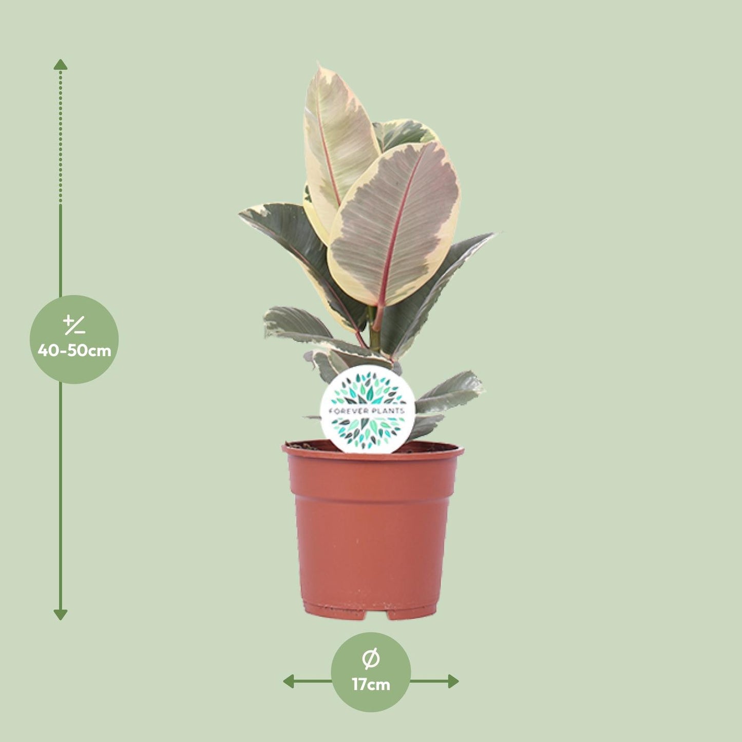 Ficus Elastica Tineke - Ø17cm - ↕50cm | The cappuccino variegata – Average maintenance