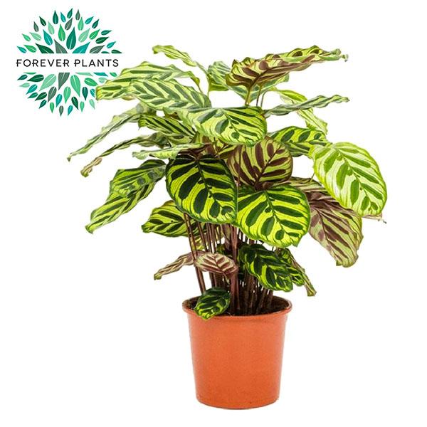 Calathea Makoyana β Γ17cm β55cm | Average maintenance