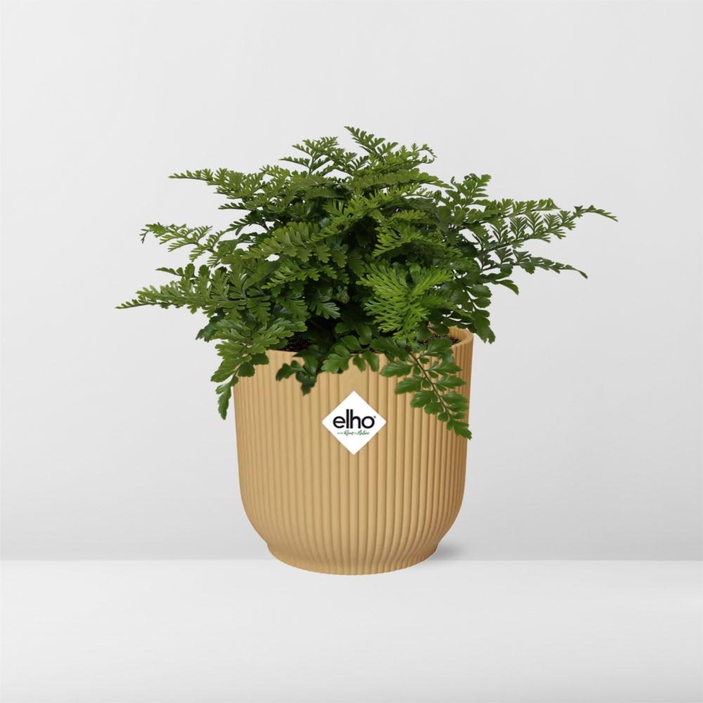 Asplenium 'Parvati' in ELHO Vibes Fold 14cm yellow | Curls with character – Average maintenance