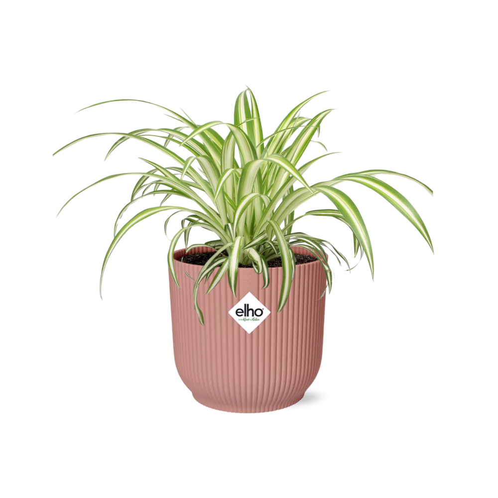 Chlorophytum comosum 'Variegatum' in ELHO Vibes Fold 14cm pink | Swinging shoots – Easy care