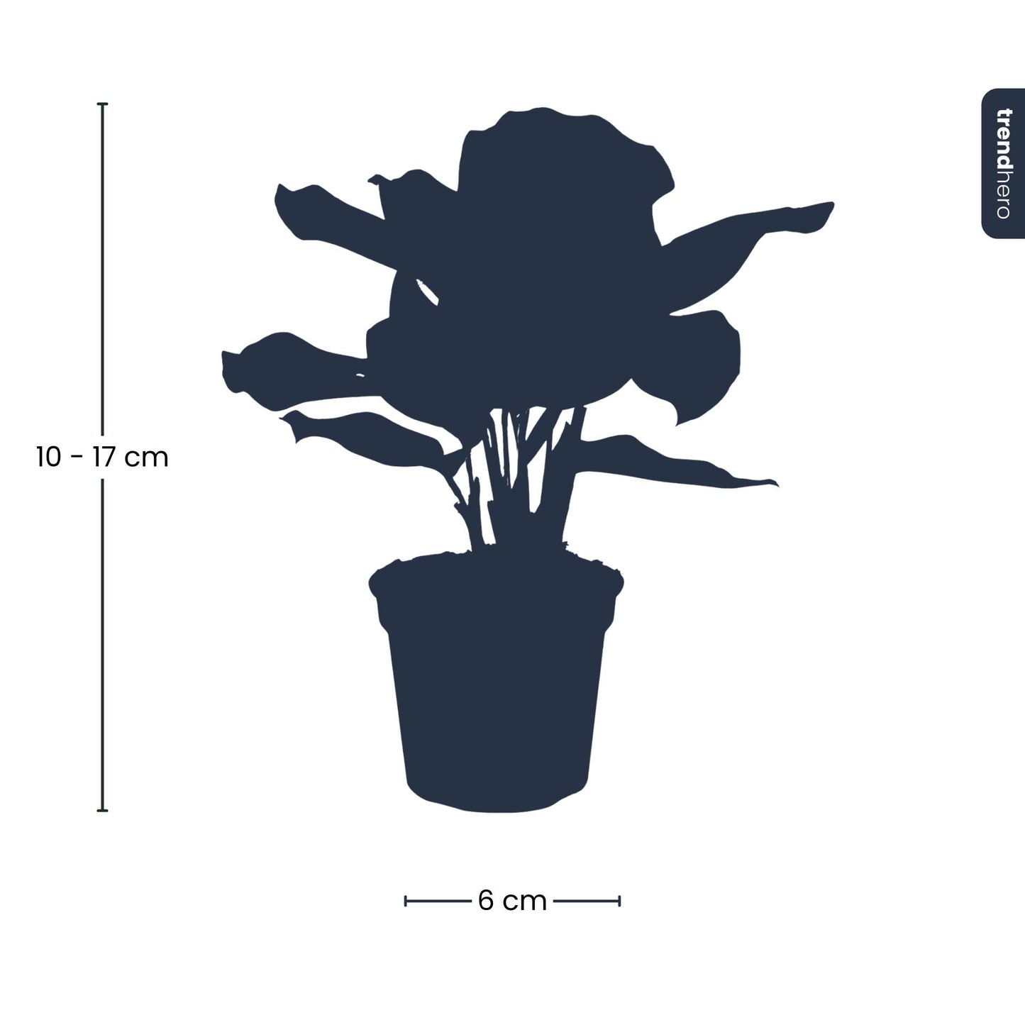 Calathea Makoyana – Peacock Plant – Terrarium Plant | The Peacock Feather Mini – Challenging Maintenance