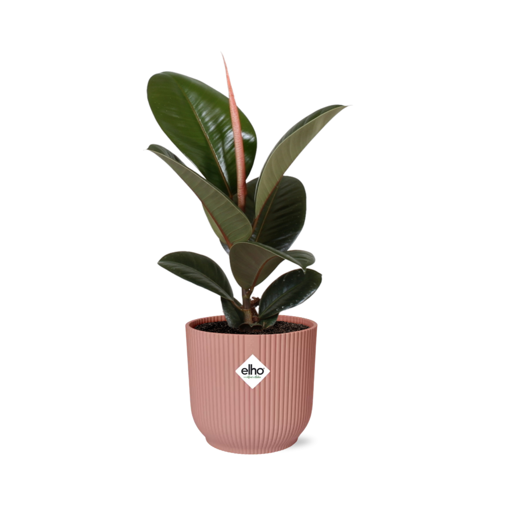 Ficus elastica 'Robusta' in ELHO Vibes Fold 14cm – Pink | Average maintenance