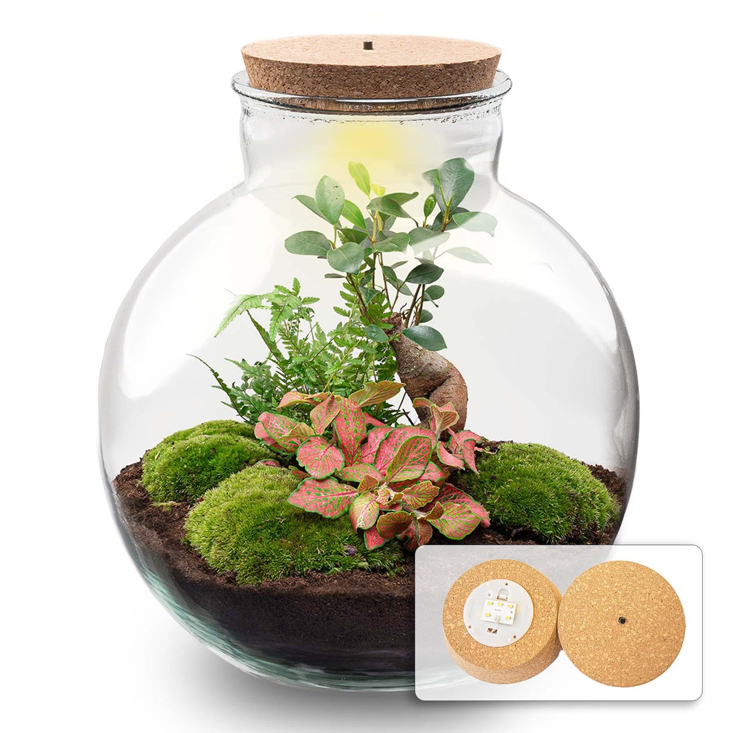 πͺ΄π‘ DIY Terrarium Bollard Bob β Bonsai β With LED cork