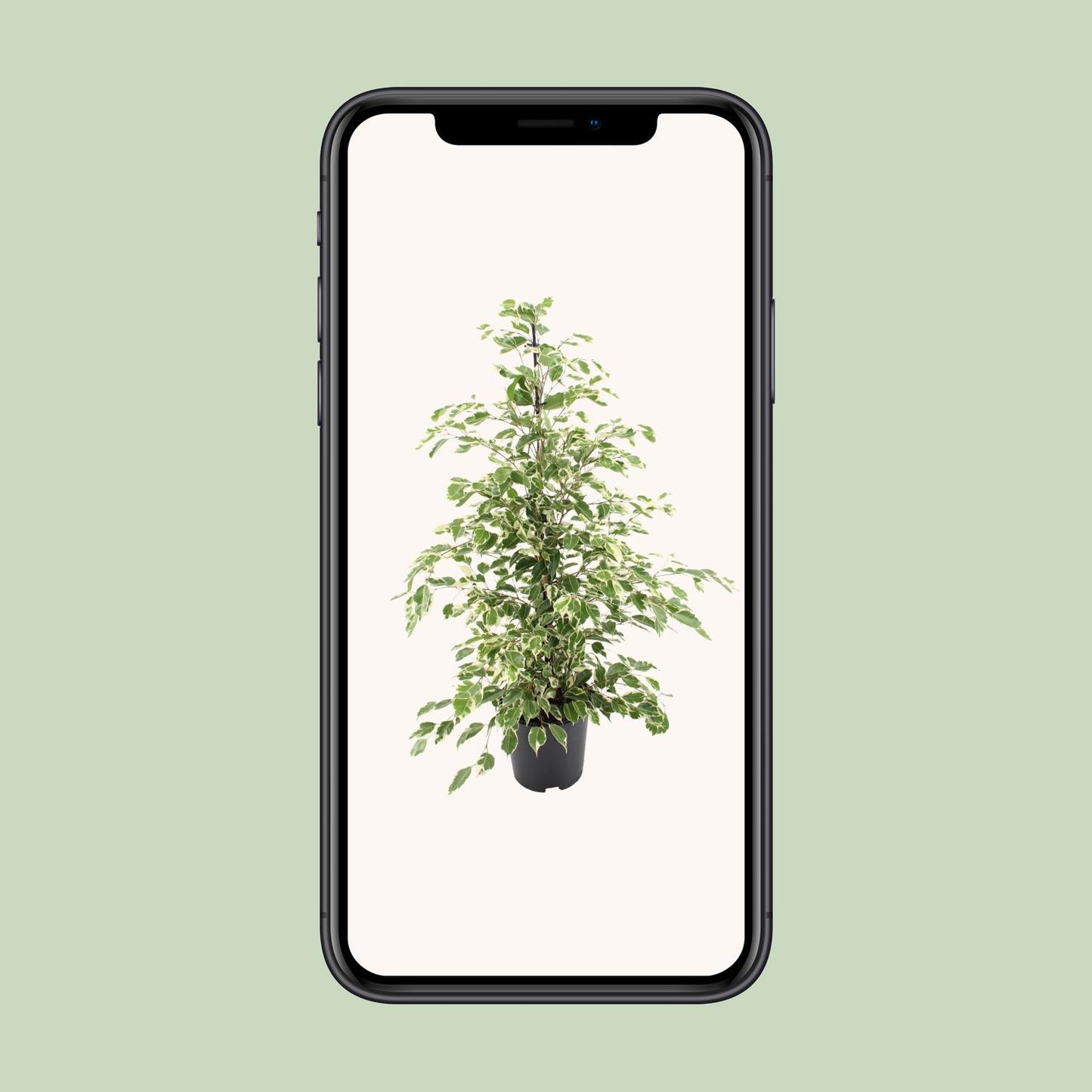 Ficus benjamina Twilight β Γ21cm β95cm | Average maintenance