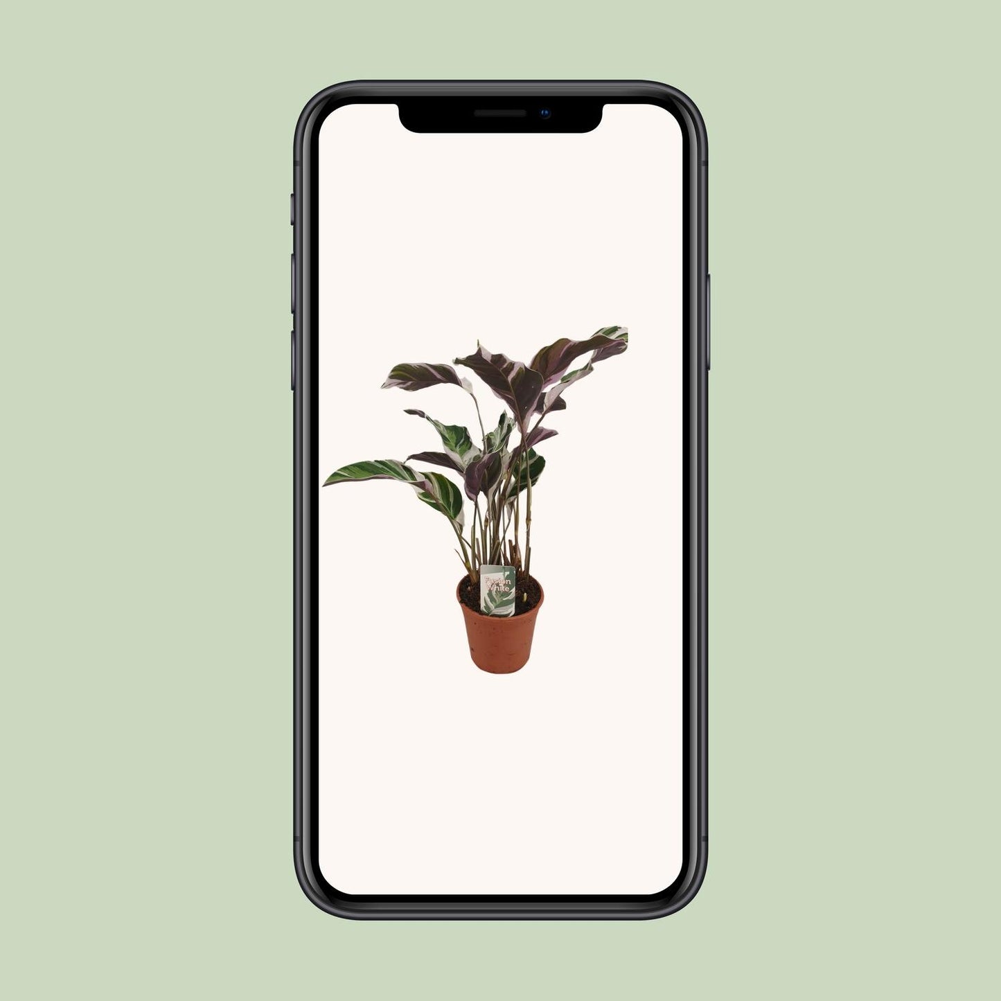 Calathea Fusion White Basic - Ø14cm - ↕40cm | The variegata diva – Challenging maintenance