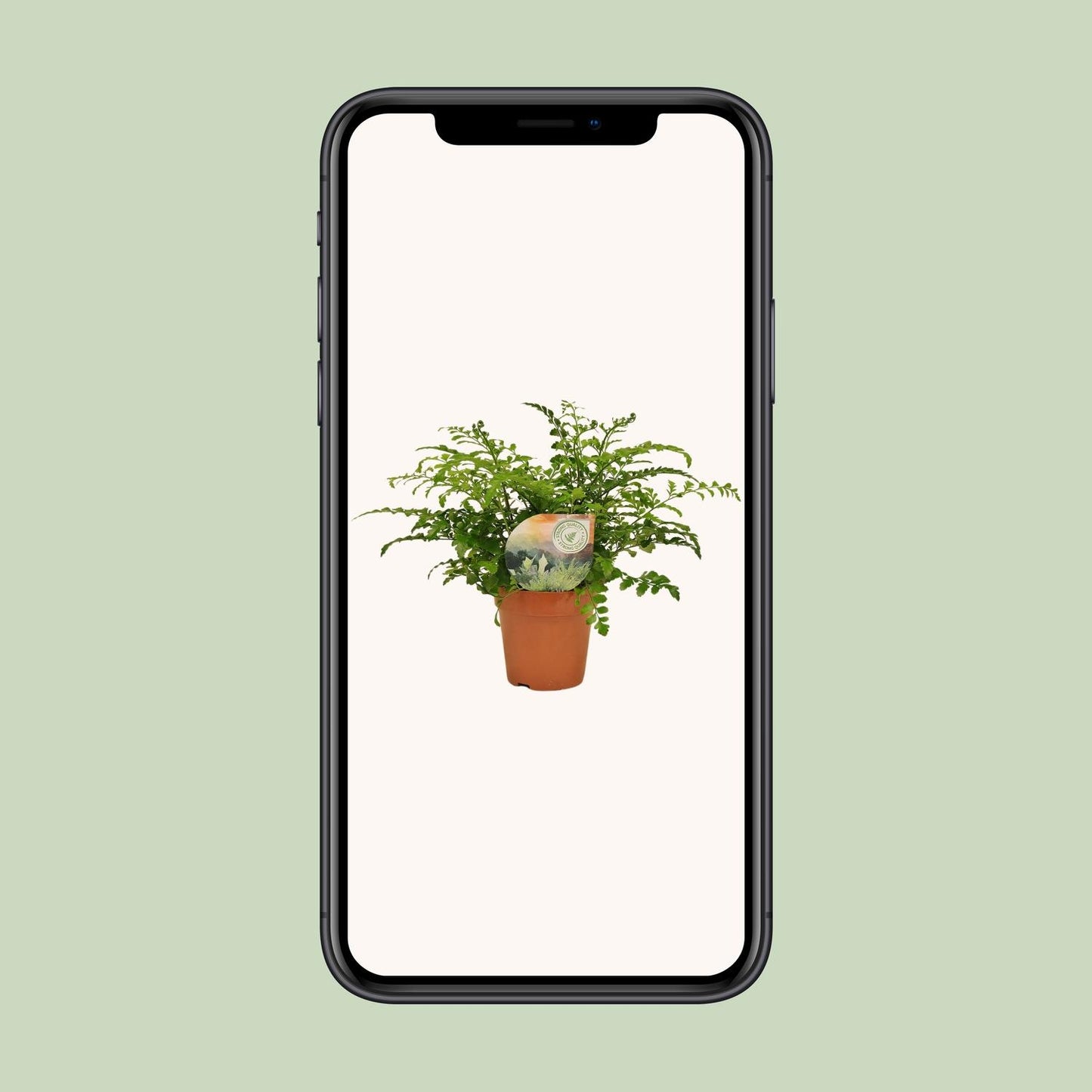 Asplenium 'Parvati' – Ø12cm ↕35cm | Boho curl (compact) – Average maintenance
