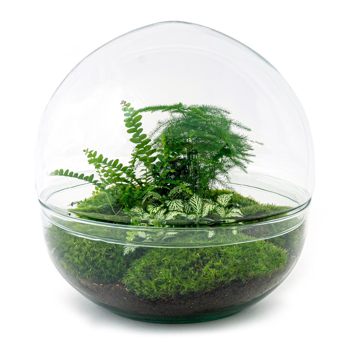 πΏ DIY Terrarium Dome XL β 30 cm
