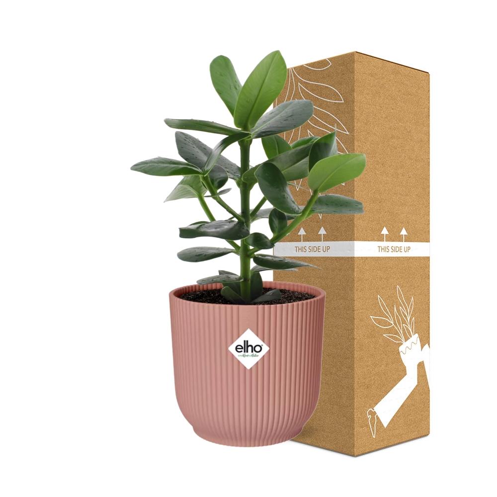 Clusia Princess in ELHO Vibes Fold 14 cm pink