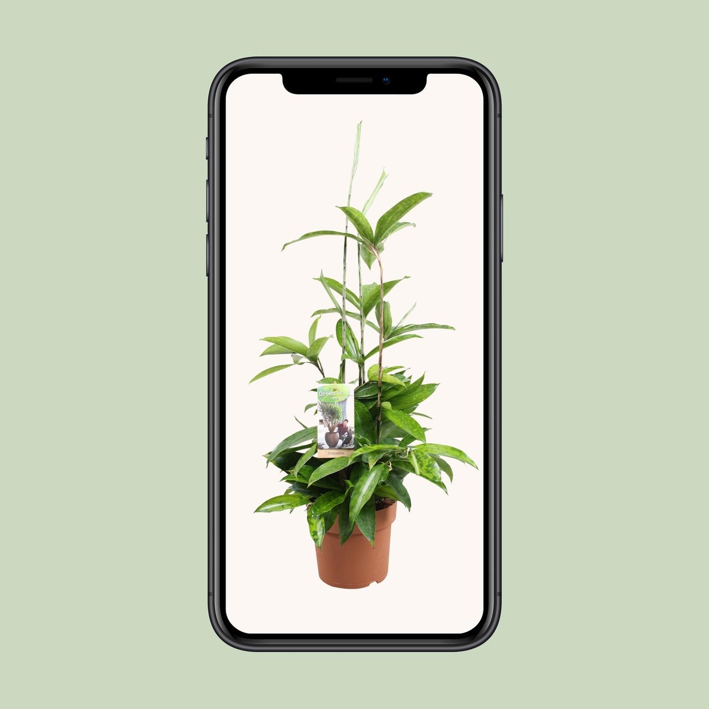 Dracaena Surculosa (Gold Palm) β Γ17cm β55cm | Easy maintenance